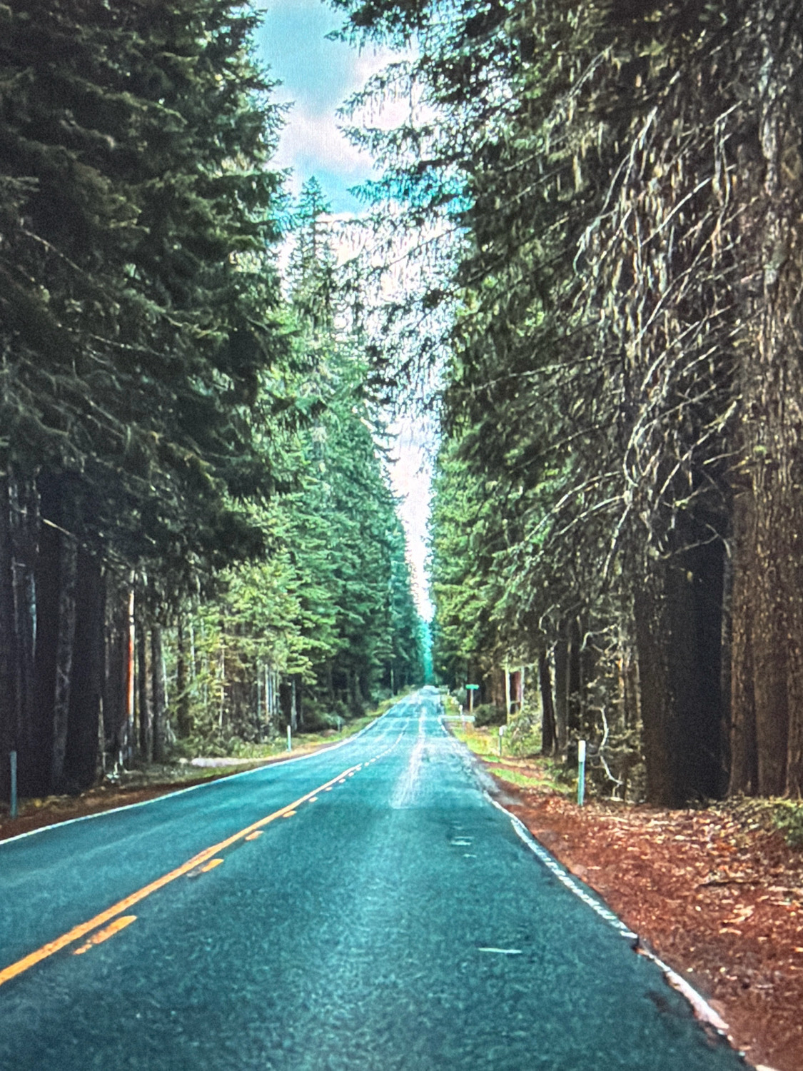The image depicts a two-lane asphalt road curving through a dense forest of tall, dark green coniferous trees. The road has yellow double solid lines marking the center and white dashed lines marking the edges. The sky above is a bright, hazy blue with some wispy white clouds. The ground beside the road is covered with pine needles and a few fallen leaves, with some exposed brown earth. There are no people, vehicles, or structures visible in the immediate vicinity. The image appears to be a scenic view of a rural or natural environment. There is no information available about the location in the city of Kafr Yasif, Israel.