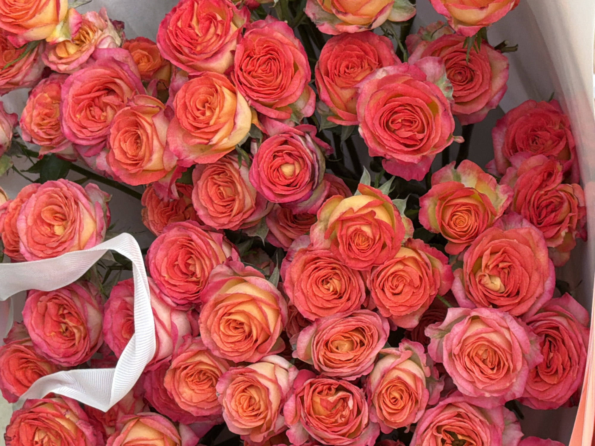 A close-up overhead shot shows a dense cluster of pink and orange roses, possibly a bouquet. A white ribbon is visible in the lower-left quadrant. The location and city of Jiangning District, China are not discernible from the visual information.