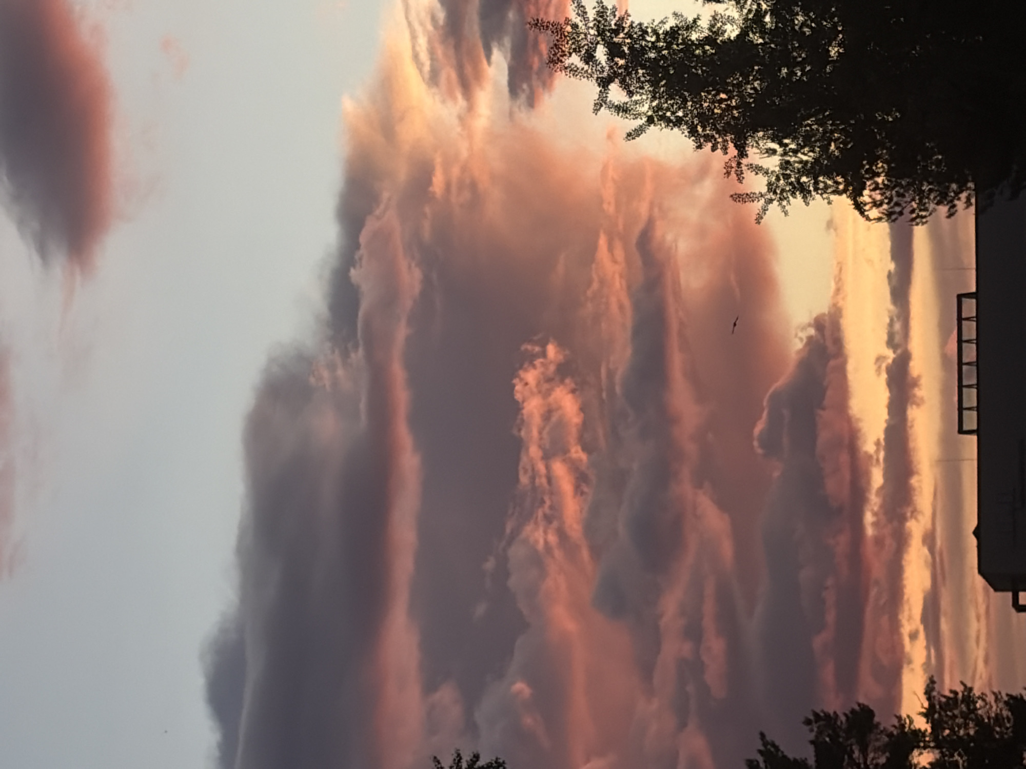The image is a medium shot of a striking sunset sky in an unknown city. The sky is filled with striated clouds tinted in shades of peach, orange, and grey. A small bird is flying in the center of the image. Some tree branches and the corner of a building with two visible windows interrupt the sky. The image has been rotated.