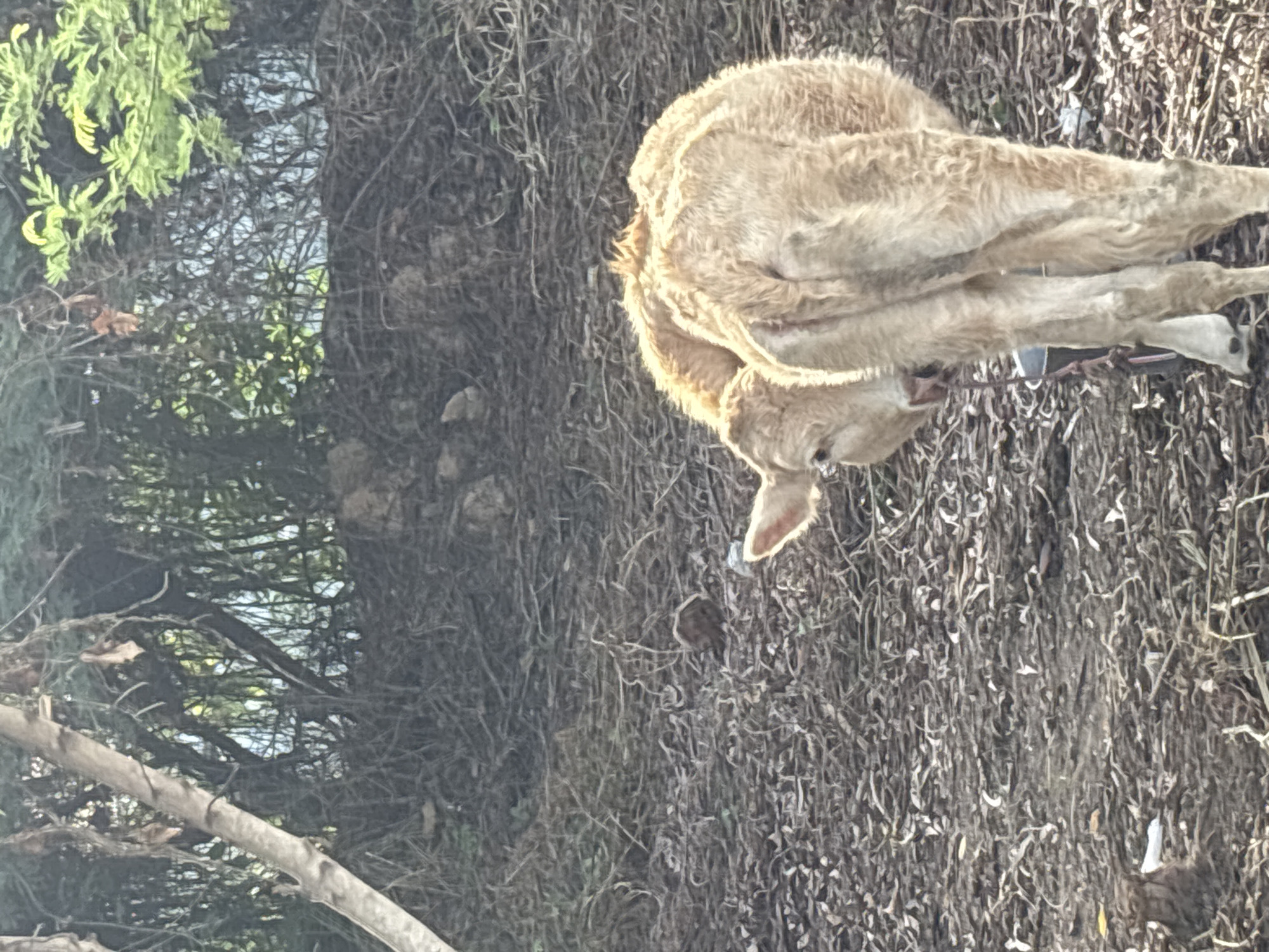 In บ้านบางรักษ์, Thailand, the image shows a light brown calf lying on a bed of dry vegetation. Part of a tree branch and green foliage are visible in the left side of the frame, with a glimpse of what appears to be water or sky through the trees. The foreground is dominated by dry leaves and thin, dead branches. The calf is positioned in the right side of the frame and appears to be resting.