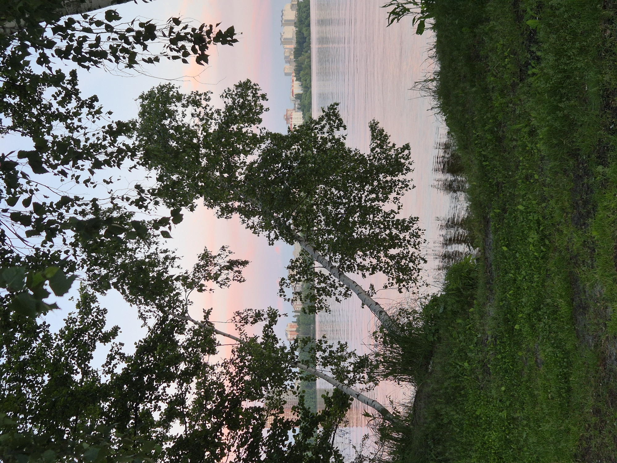 The image depicts a serene waterfront scene at sunset, with the sky painted in soft hues of pink and blue. In the foreground, lush green grass covers a gentle slope leading down to the water's edge. Several birch trees with their distinctive white bark and dark markings are prominent, with their branches, adorned with green leaves, reaching out towards the viewer and framing the scene. The trees lean dramatically towards the water, creating a natural archway.
On the far side of the wide, calm river, a city skyline is visible. Numerous multi-story buildings, predominantly residential, stretch across the horizon, interspersed with patches of green trees. The setting sun casts a warm, reflective glow on the water's surface, creating shimmering patterns and mirroring the pale colors of the sky. Reeds and tall grasses grow along the bank in places, adding to the natural beauty of the immediate surroundings. The overall impression is one of tranquility and natural beauty juxtaposed with the presence of urban development.
This scene is identifiable as the embankment of the Voronezh Reservoir in the city of Voronezh, Russia, a popular recreational area known for its scenic views, particularly during sunrise and sunset.