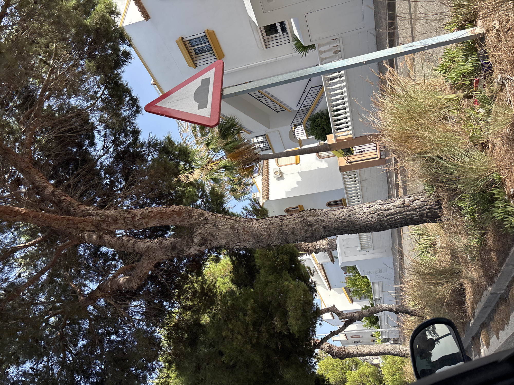 The image depicts a street scene in Orihuela, Spain, featuring a speed bump warning sign prominently displayed. The sign, triangular with a red border, shows a black silhouette of a speed bump. It is mounted on a gray metal pole.
To the left of the sign, a large tree with textured bark and dense green foliage dominates the foreground. Beyond the tree and the sign, a white building with yellow-trimmed windows and balconies is visible. The building has a Mediterranean architectural style, with white railings lining balconies and walkways. A set of outdoor stairs with black railings leads up to the building. Palm trees are also present in the background, suggesting a warm climate.
In the lower left corner of the image, a car's side mirror is partially visible, reflecting the scene. The ground along the street is lined with dry grasses and low-lying green plants. The sky is clear and blue. The overall impression is of a sunny day in a residential area.