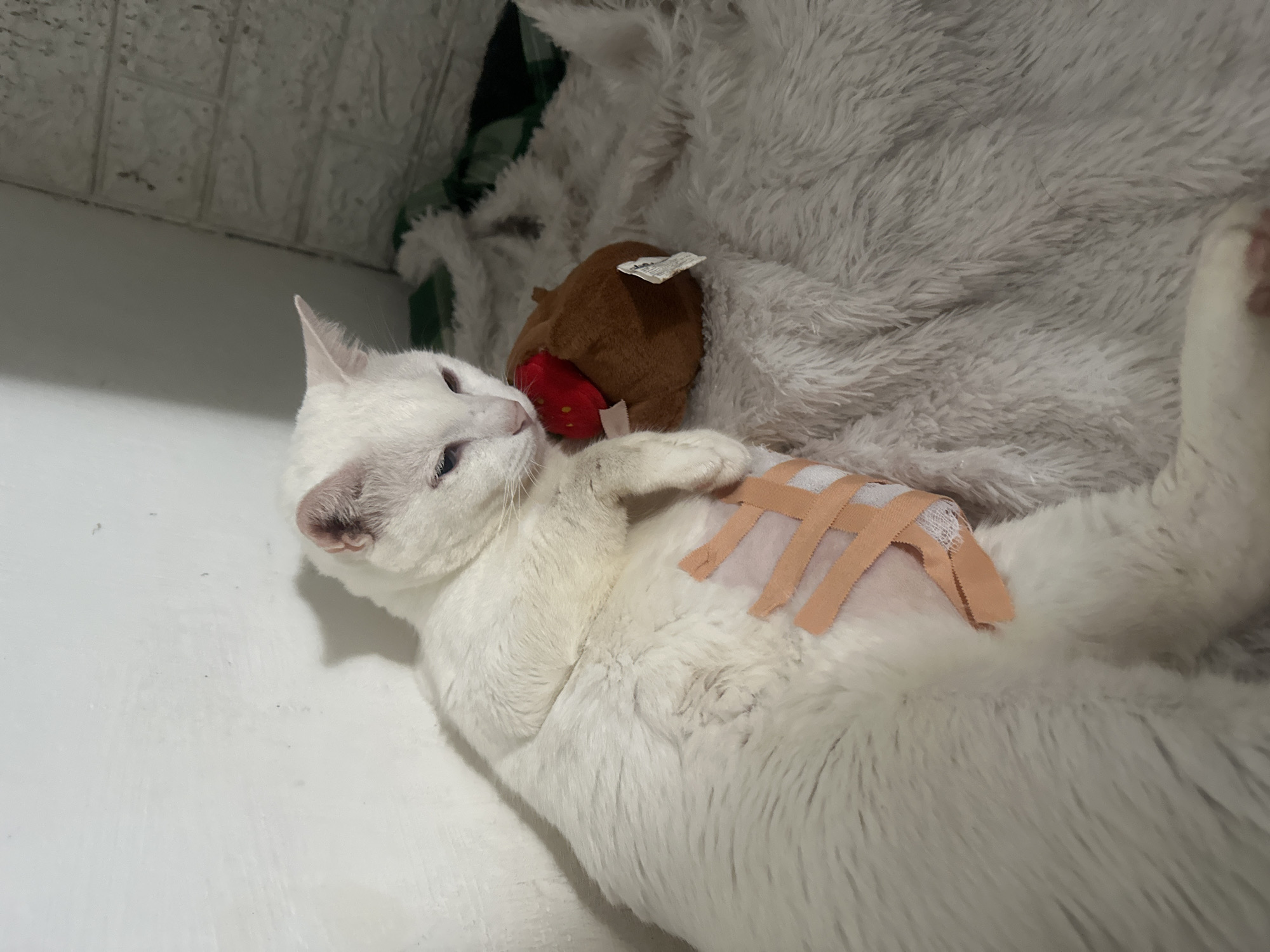A white cat is lying on its back, possibly in a domestic setting. The cat has several strips of adhesive bandage on its abdomen. The cat is near a brown and red stuffed toy and a white fuzzy blanket. The background includes a white wall with a textured brick pattern. Location of the image: North Jakarta, Indonesia.