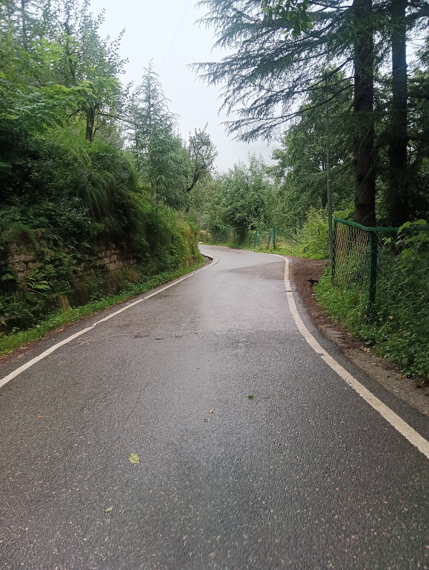 The image captures a wet, asphalt road winding through a lush, green forest. The road has a white line painted along its edge, indicating a lane marking. On the left side of the road, a steep, rocky embankment is covered with dense green vegetation, including ferns and bushes. On the right side, a green chain-link fence runs alongside the road, separating it from more trees and undergrowth. The trees are tall and varied, with some appearing to be pine or cedar. The sky is overcast, suggesting a cloudy or rainy day. A single dark-colored bird is visible on the ground near the fence. The scene is consistent with a road in a hilly or mountainous region, likely within a natural park or a forested area. Given the context provided about Manali, India, this scene could be a road leading to or from a popular tourist spot within or around the city, such as the Rohtang Pass or a similar scenic route known for its natural beauty and winding roads.