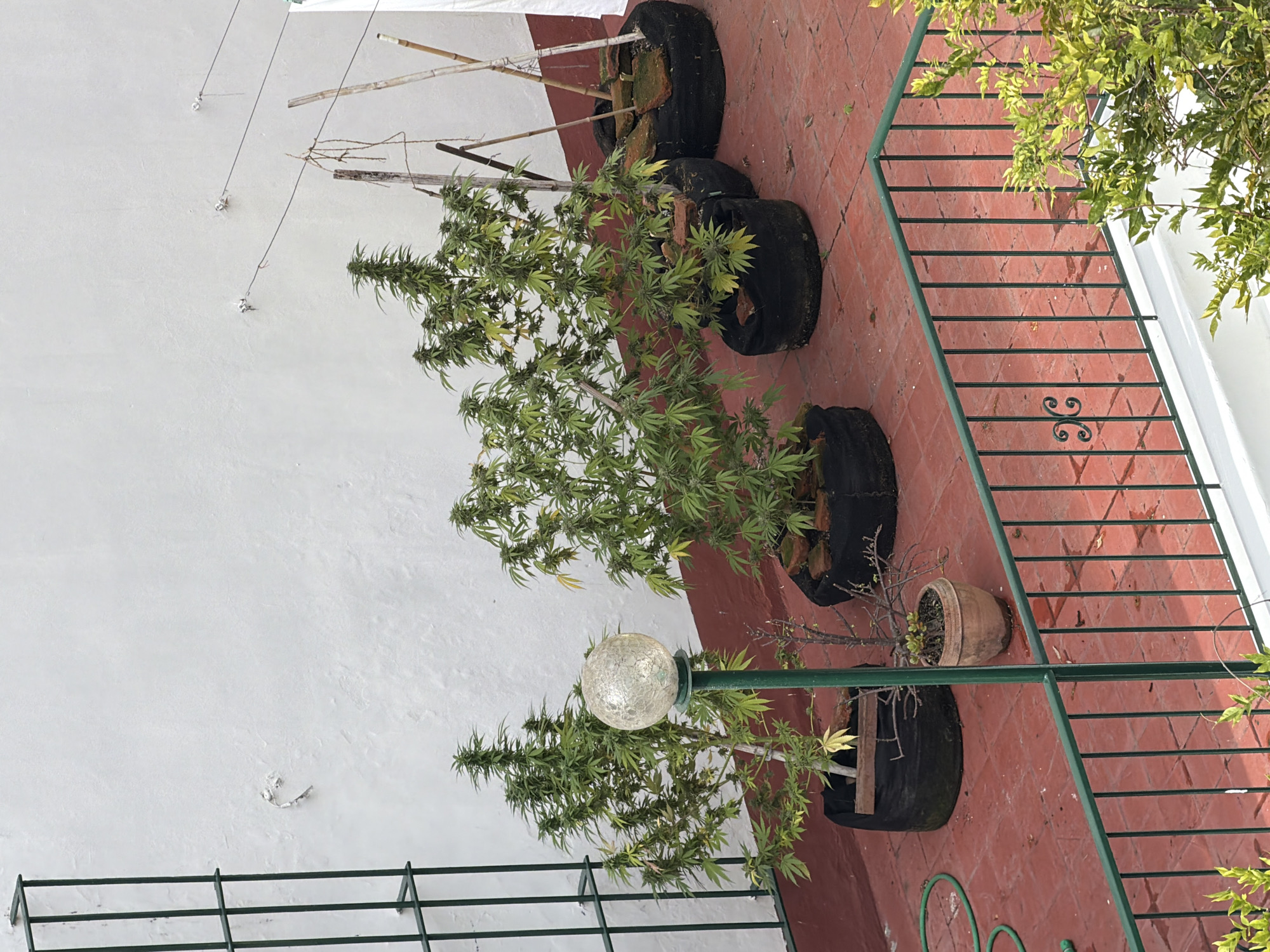The image depicts a patio in Buenos Aires, Argentina, with a red brick floor and a white wall. There are several plants in black tire planters, including what appears to be cannabis plants. There is a metal railing along one side of the patio. A lamppost with a globe-shaped light is also visible.