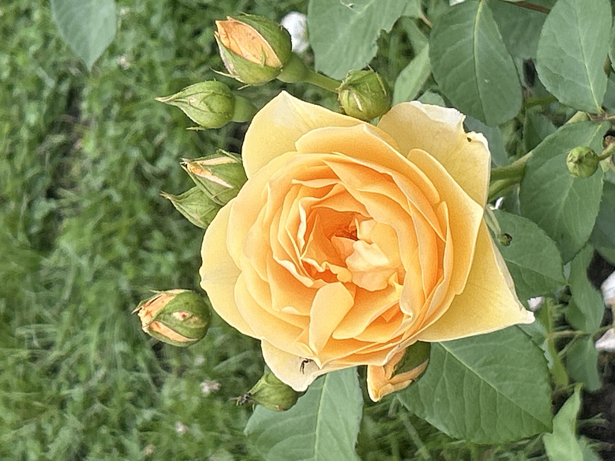 An open, yellow rose is the central subject, with several closed rose buds surrounding it. The rose has many petals, layered in a spiral pattern. The buds are green with hints of orange and pink peeking through. The rose and buds are set against a blurred background of green foliage and grass. The image appears to be taken outdoors, in a garden or park setting. The location is specified as Mount Royal, Canada.