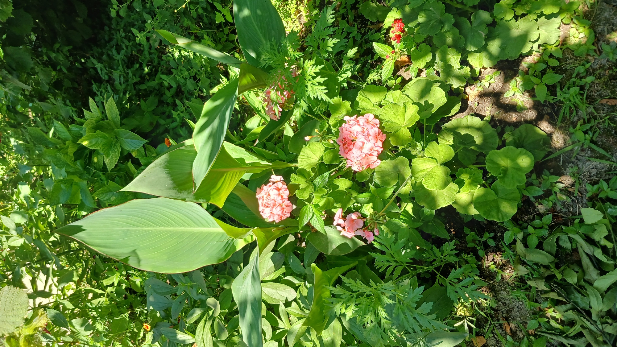 The image shows a close-up view of a garden bed in Yalama, Azerbaijan. In the foreground, several clusters of delicate pink flowers are in bloom, surrounded by lush green foliage. Large, paddle-shaped leaves of a tropical plant, possibly Canna Lily, dominate the background and mid-ground, casting dappled shadows. Various smaller green plants and some dry leaves are scattered on the ground, which appears to be soil. The scene is illuminated by natural sunlight, creating bright highlights and deep shadows. There are no people or animals visible in the image. The setting appears to be a residential garden or a public green space in a warm climate.