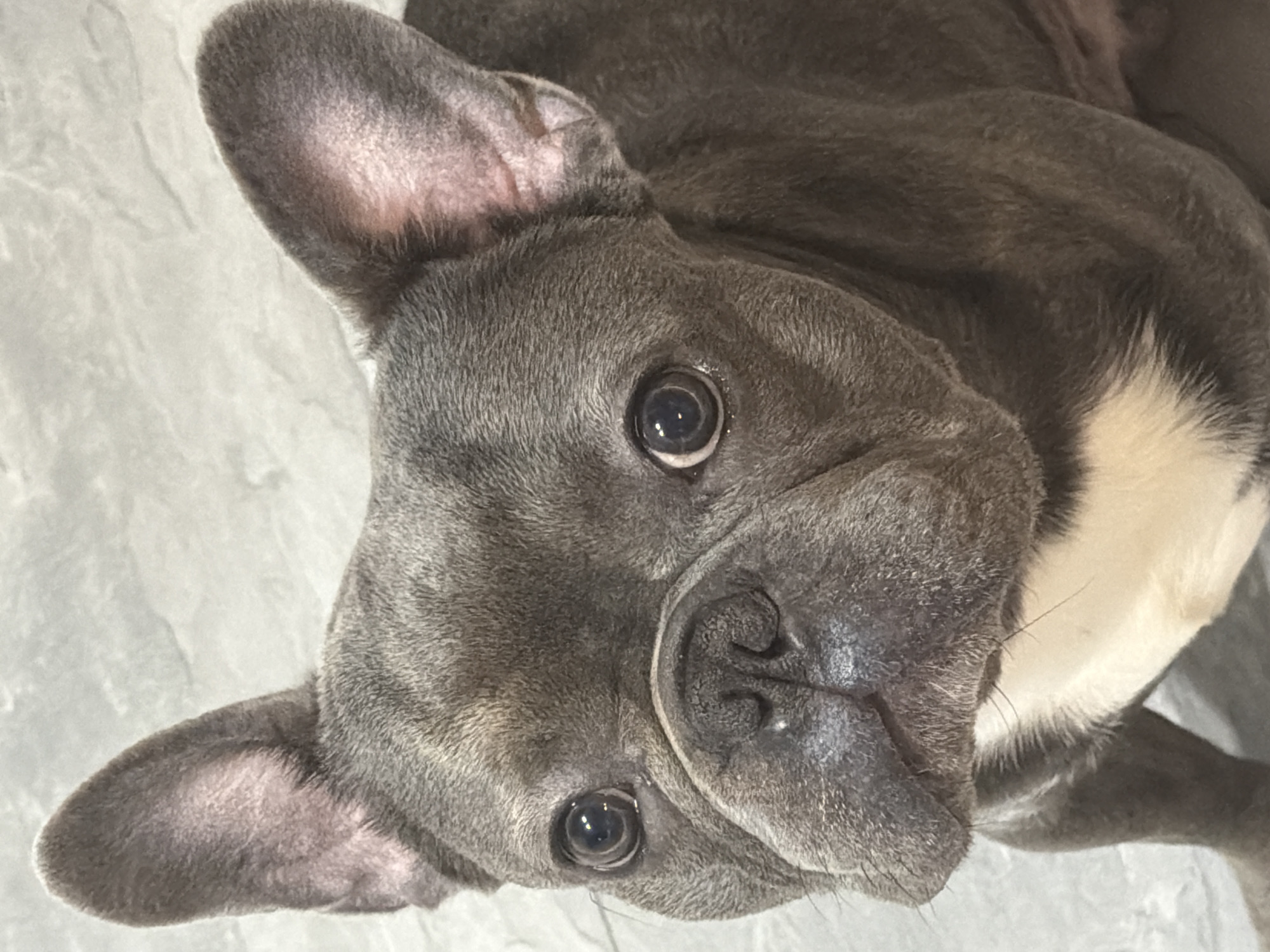 The image is a close-up, head-on, eye-level shot of a blue French bulldog. The dog's large, dark eyes are looking directly at the camera. Its ears are erect and its nose is dark and wrinkled. A patch of white fur is visible on its chest. The background appears to be a gray, textured surface, possibly a tiled floor or wall. The lighting is even, highlighting the dog's features. There are no people or other animals present in the image. The location is not specified in the image.