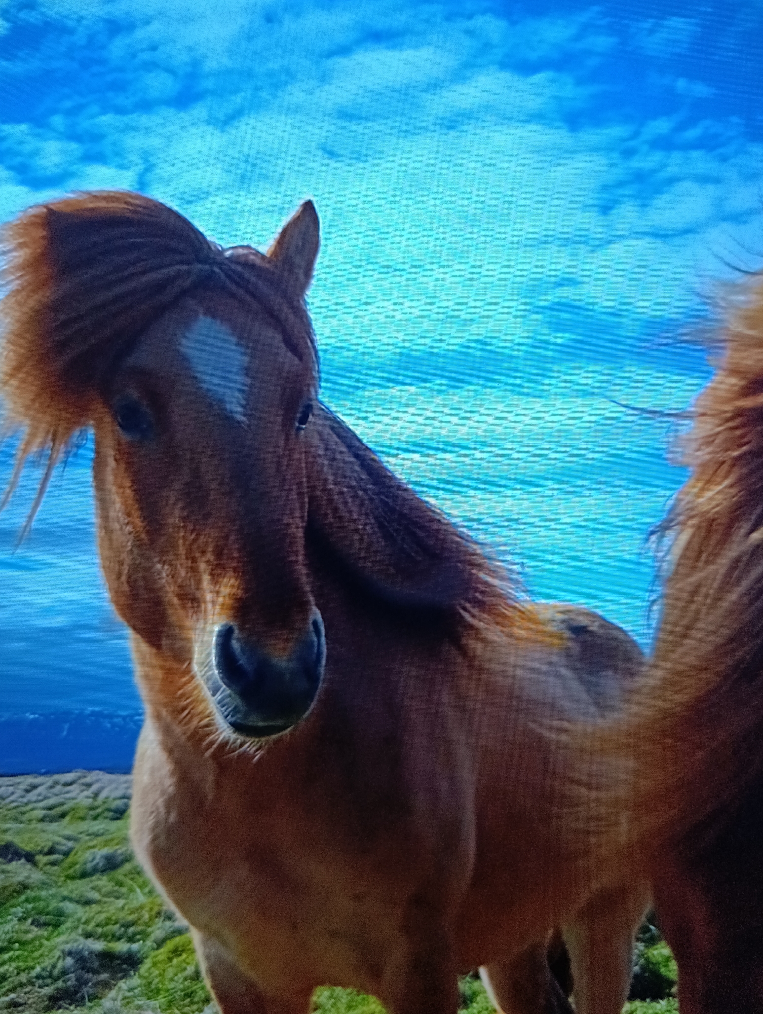 A medium shot shows a brown horse with a white star on its forehead, standing in a green field. The horse's mane is thick and brown. Part of another horse is visible on the right side of the frame. The background is a bright blue sky with light clouds. Distant mountains can be seen on the horizon. Location is unknown.