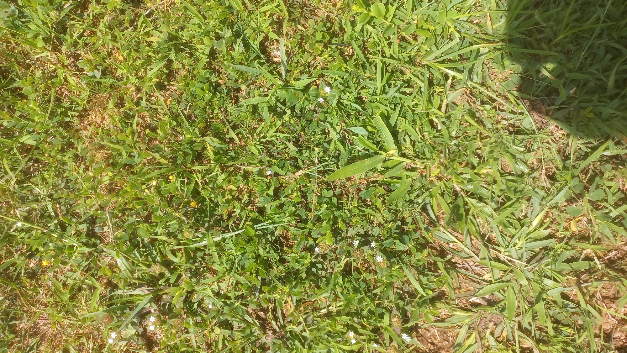 The image shows a close-up, top-down view of a patch of grass with scattered small white flowers and some yellow buds. The grass is green and appears to be slightly dry in places, with visible soil beneath. The lighting suggests it is daytime, with shadows cast from an unseen object on the right side of the frame. There are no people or animals visible in the image. The environment appears to be a natural outdoor space, potentially a lawn or a field. The location in Kwang, Nigeria, is not discernible from the visual information provided in the image.