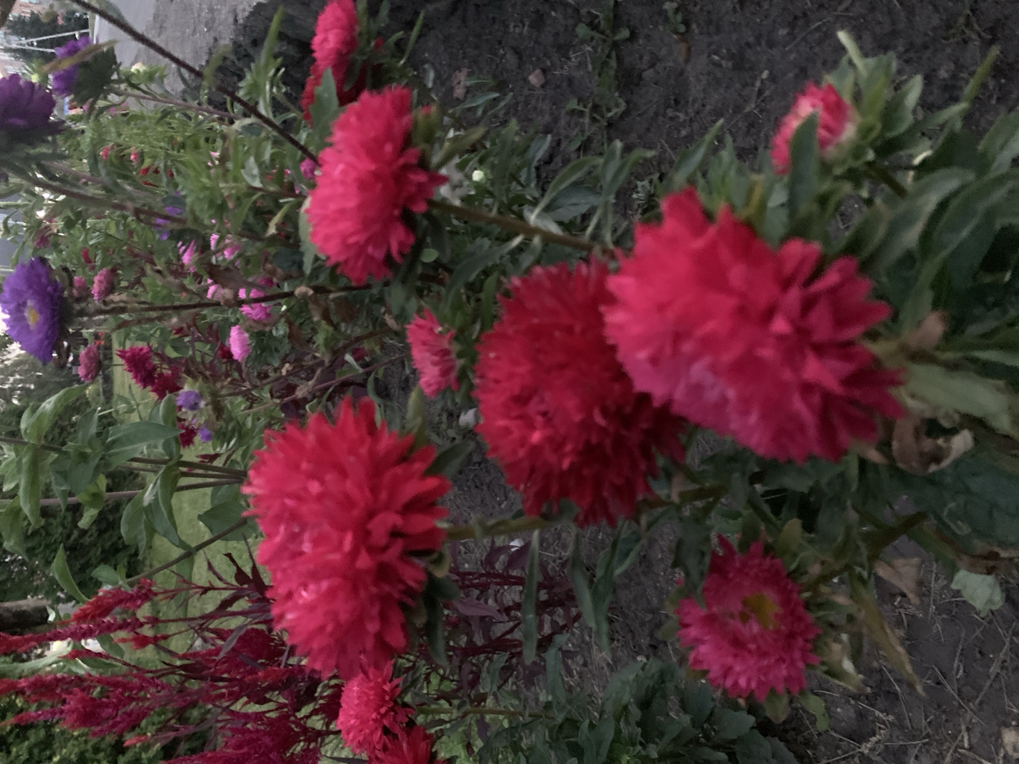 The image depicts a garden bed with a variety of flowers, primarily asters, in vibrant shades of red and purple. The flowers are densely planted, with many blooms in various stages of opening. The foreground features several large, fluffy red asters, while in the background, smaller purple and pink asters are visible. The garden bed is bordered by dark soil and some greenery. The scene appears to be outdoors, with the overall lighting suggesting it might be dusk or an overcast day. There is no indication of human presence or activity within the frame. The location is identified as Kapyĺ, Belarus.