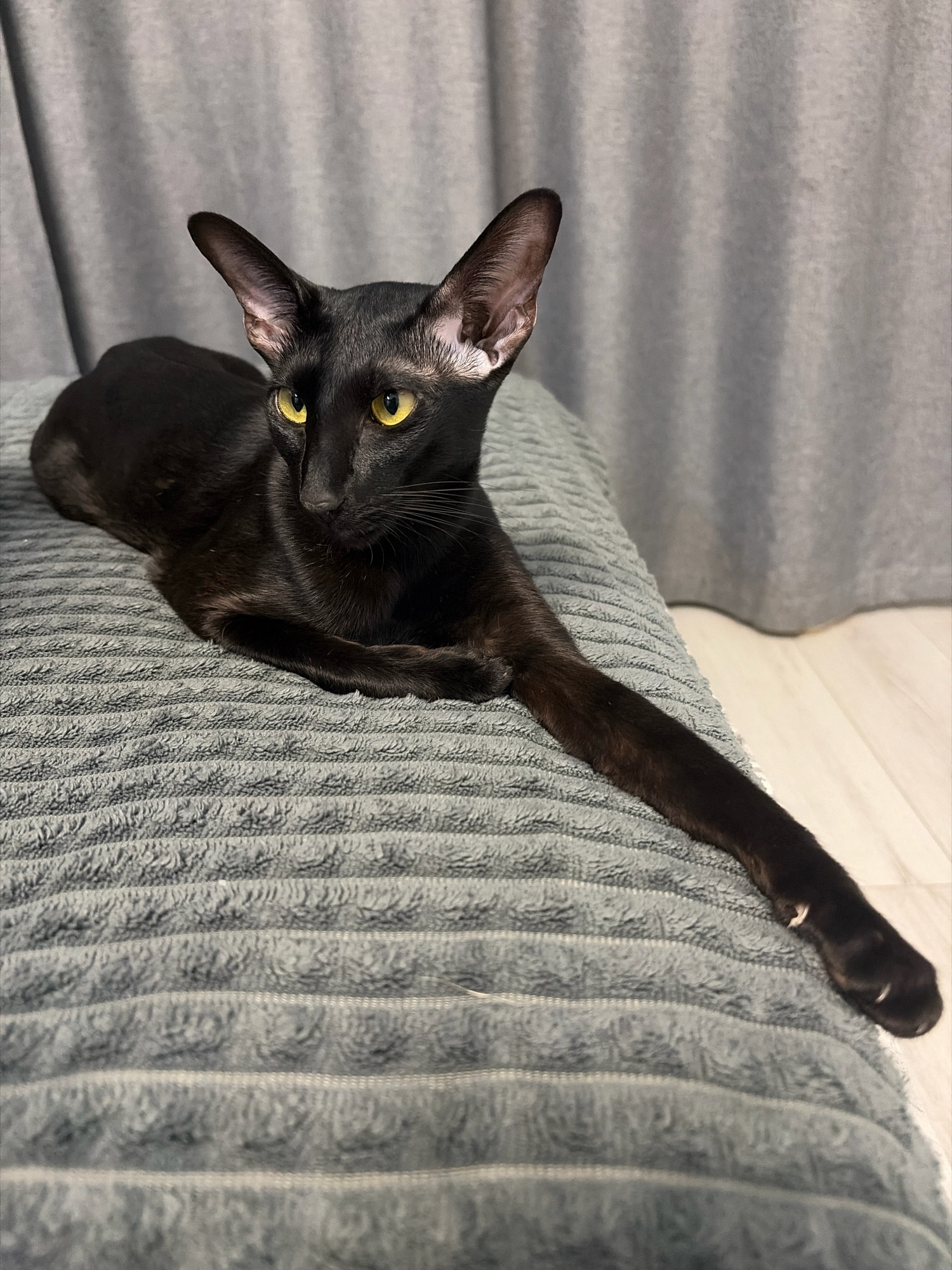 An oriental shorthair black cat with yellow eyes is lying on a textured gray blanket. The cat is positioned diagonally across the frame, with its head on the left and its body extending towards the right. Its front paws are tucked neatly under its chest. The background consists of a gray curtain and a light-colored floor. The scene is indoors, and no specific location in the city of Chaikovsky, Russia can be determined from the image.