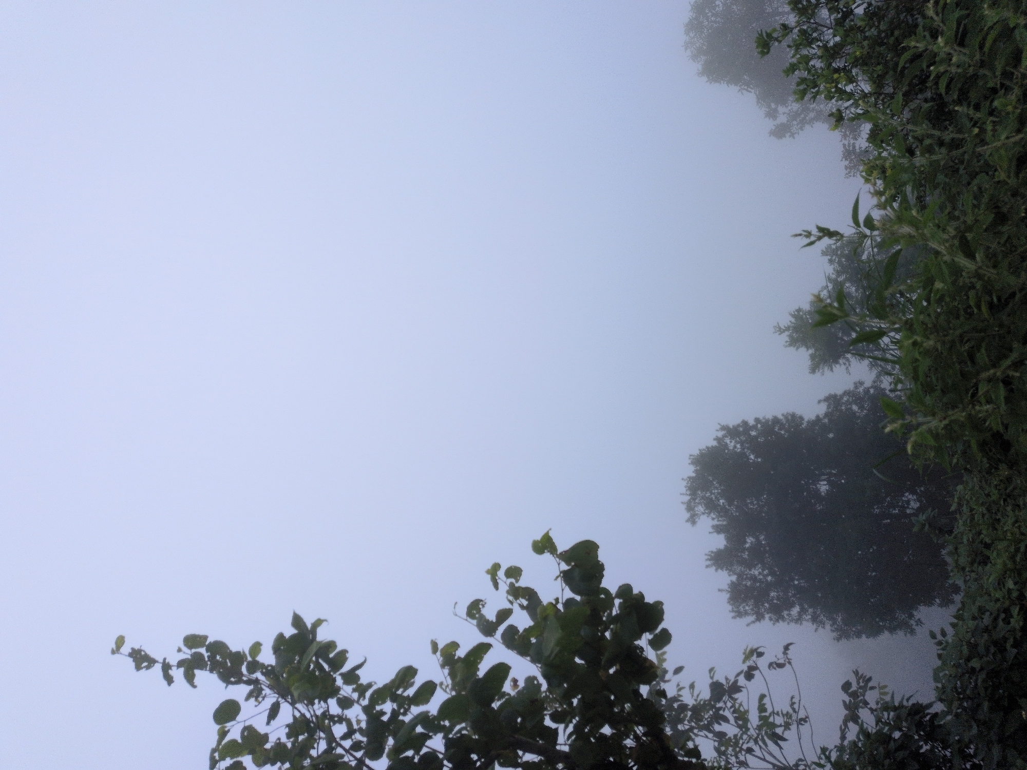 The image depicts a foggy, overcast sky over a landscape of trees and foliage in Kapurkot, Nepal. The foreground features dense green bushes and tall grasses, with some branches and leaves of a deciduous tree visible on the left, partially obscuring the view. In the midground, several trees with dark, dense foliage are silhouetted against the fog. The sky is a pale, hazy blue, indicating heavy fog that softens the landscape and creates a muted, ethereal atmosphere. No people or specific actions are visible.