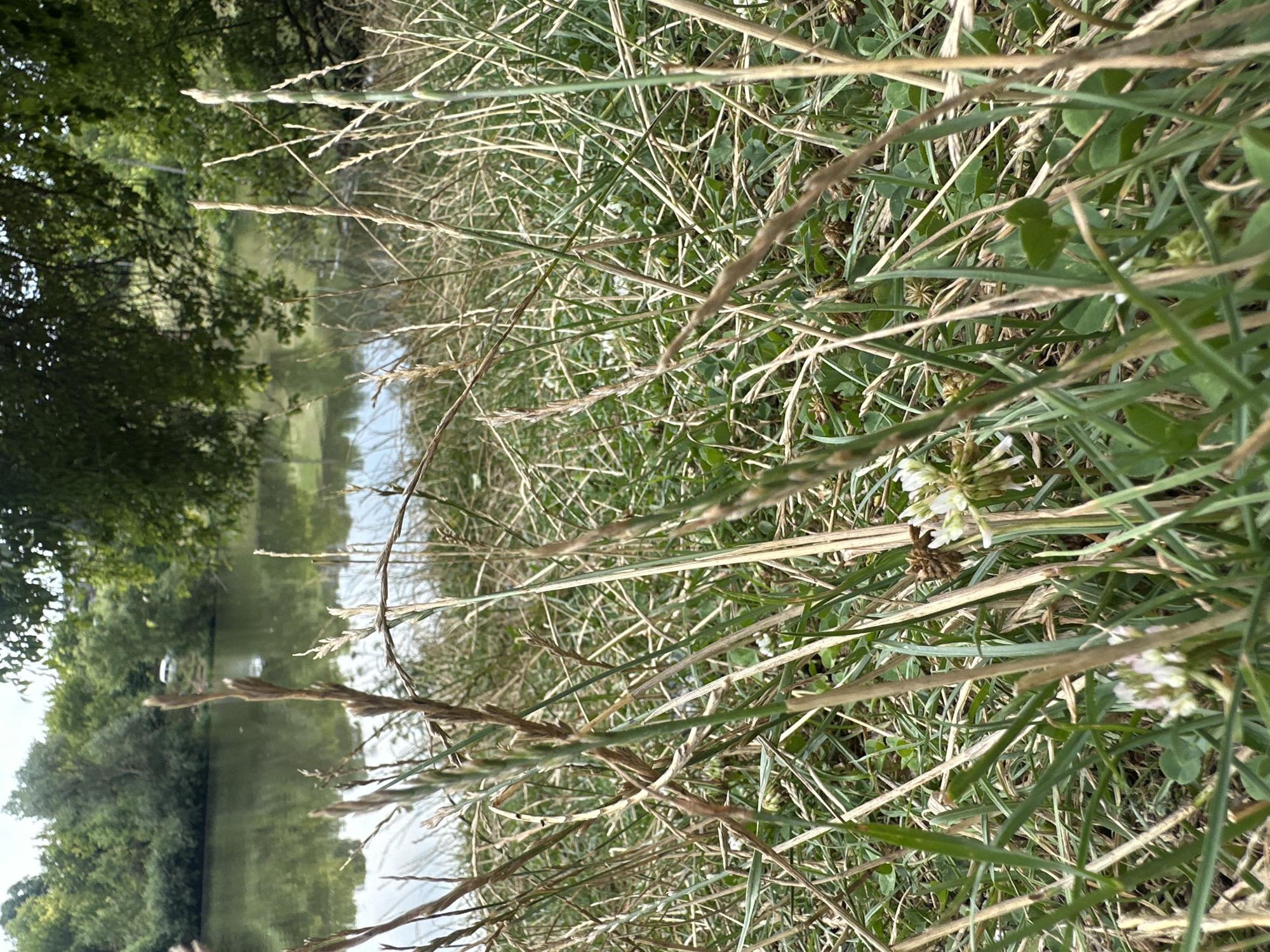 The image displays a close-up view of tall, dry grass in the foreground, with smaller green clover leaves and white clover flowers interspersed. In the background, a calm body of water reflects the sky and surrounding trees. The far bank of the water is lined with dense green foliage. The overall setting suggests a natural, possibly rural environment. The location is identified as Makiv, Ukraine. There are no people or specific actions depicted.