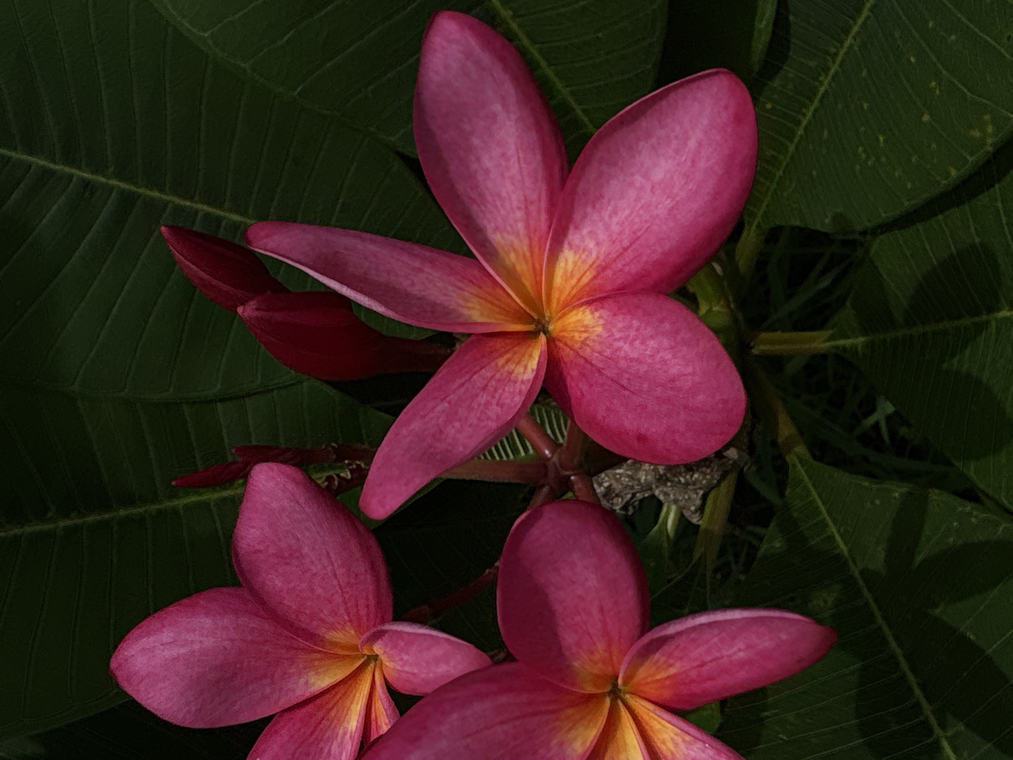 A close-up, high-angle shot captures a cluster of vibrant pink Plumeria flowers, also known as Frangipani, set against a dark green backdrop of large leaves. The flowers, with their characteristic five petals and bright yellow-orange centers, are in various stages of bloom. Some are fully open, revealing their delicate interiors, while others are tightly closed buds. The lighting is dramatic, with strong shadows cast by the leaves, highlighting the texture and color of the petals. The image appears to be a still life, focusing entirely on the natural beauty of the flowers. No people or buildings are visible. The scene is likely in a garden or natural setting, possibly a resort or a private residence, common in the resort areas of Choeng Thale, Thailand.