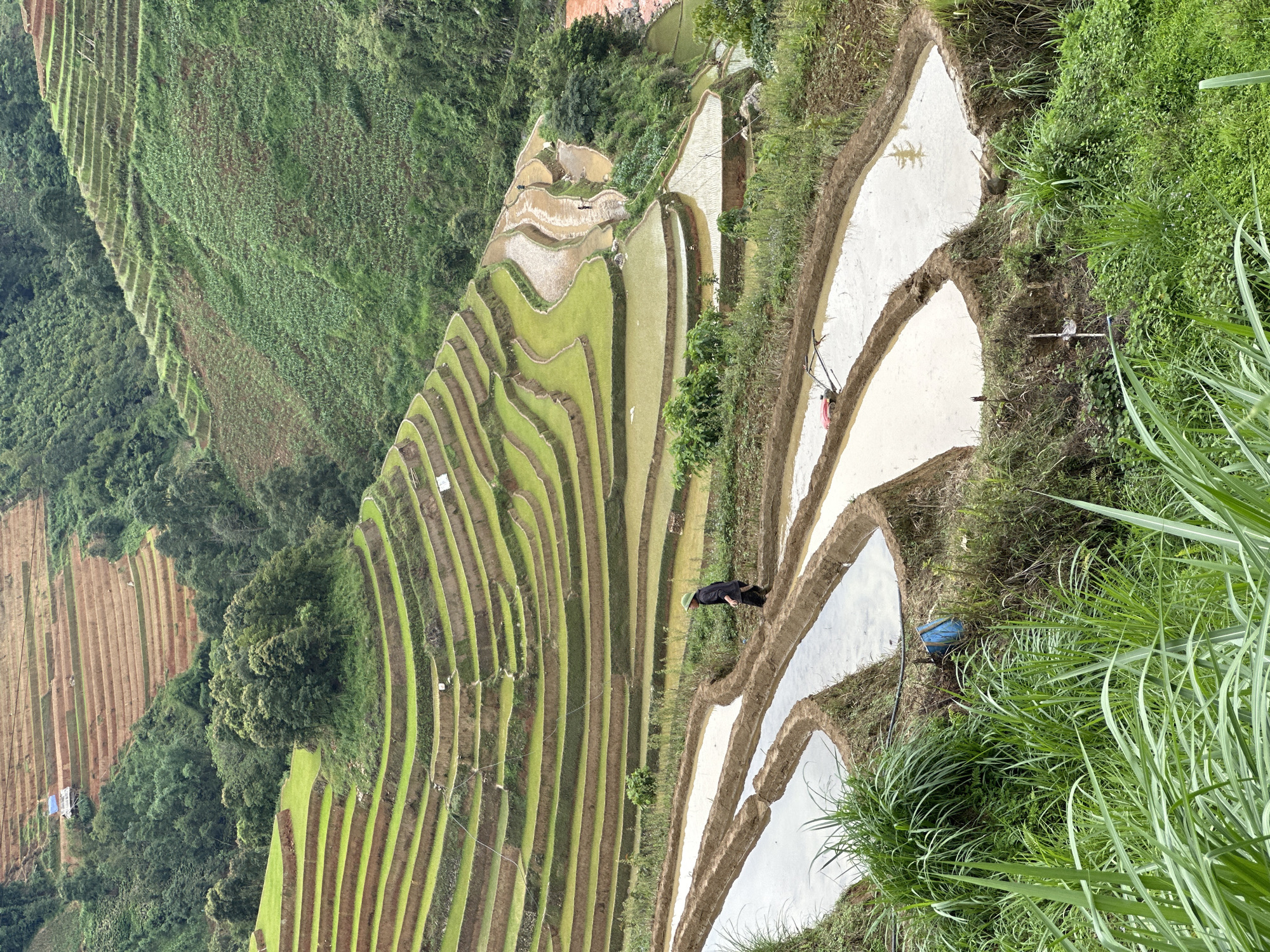 This high-angle shot captures a vast panorama of terraced rice fields in the mountainous region of Mù Cang Chải, Vietnam. The landscape is dominated by multiple layers of terraced paddies, carved into the undulating hillsides. In the foreground, several paddies are flooded with water, reflecting the light from an overcast sky. A single individual, dressed in dark clothing and wearing a light-colored conical hat, walks along a narrow earth dike separating two of these flooded paddies in the lower-middle section of the image. Further up the slopes, numerous terraces display vibrant green rice shoots, indicating active cultivation. Higher still, some terraces appear recently tilled or fallow, exhibiting exposed reddish-brown soil.
Scattered throughout the scene are clusters of dense green trees, particularly on the steeper, uncultivated slopes between sets of terraces. In the far background, a small, rustic structure with a blue roof is visible on a brown terraced section. A reddish-brown river or stream flows through a valley at the base of the distant hills. In the lower-left, a red-colored power tiller is parked beside one of the flooded paddies, and a blue bucket with a hose is discernible near the edge of another paddy, partially obscured by tall green grasses in the immediate foreground. The overall scene depicts extensive agricultural activity and the dramatic landscape of terraced rice farming.