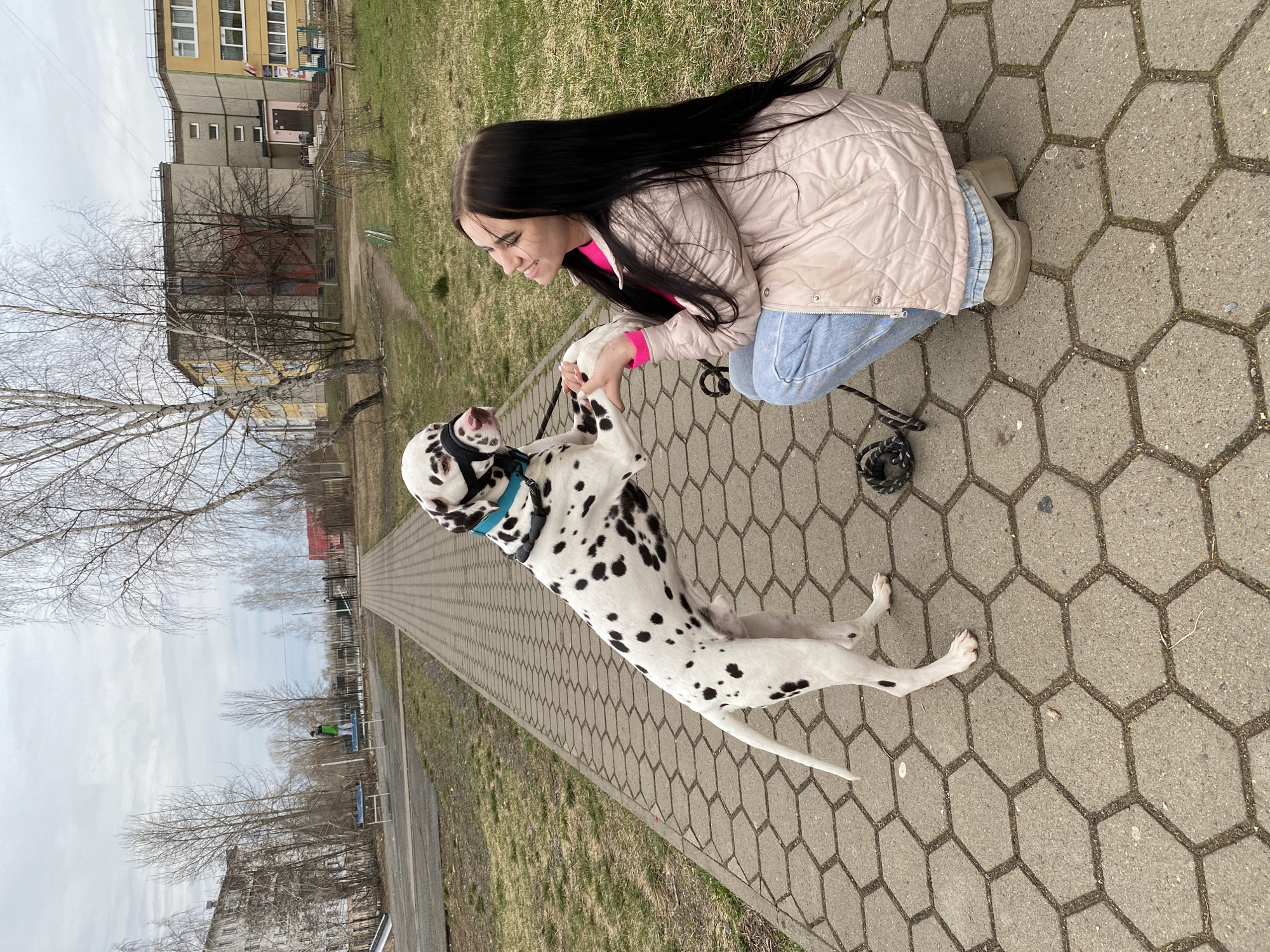 The image shows a young woman kneeling on a hexagonal-paved surface, interacting with a Dalmatian dog. The woman, with long black hair, wears a pink jacket, light blue jeans, and beige shoes. She smiles and holds the dog's paws. The Dalmatian stands on its hind legs, wearing a blue harness. A dog leash lies on the pavement near the woman.
The background includes a grassy area, a building with multiple windows, and bare trees, suggesting it is either autumn or early spring. A sidewalk extends into the distance, lined with benches.
The location is likely Chaikovsky, Russia, inferred from the building architecture and general environment.
