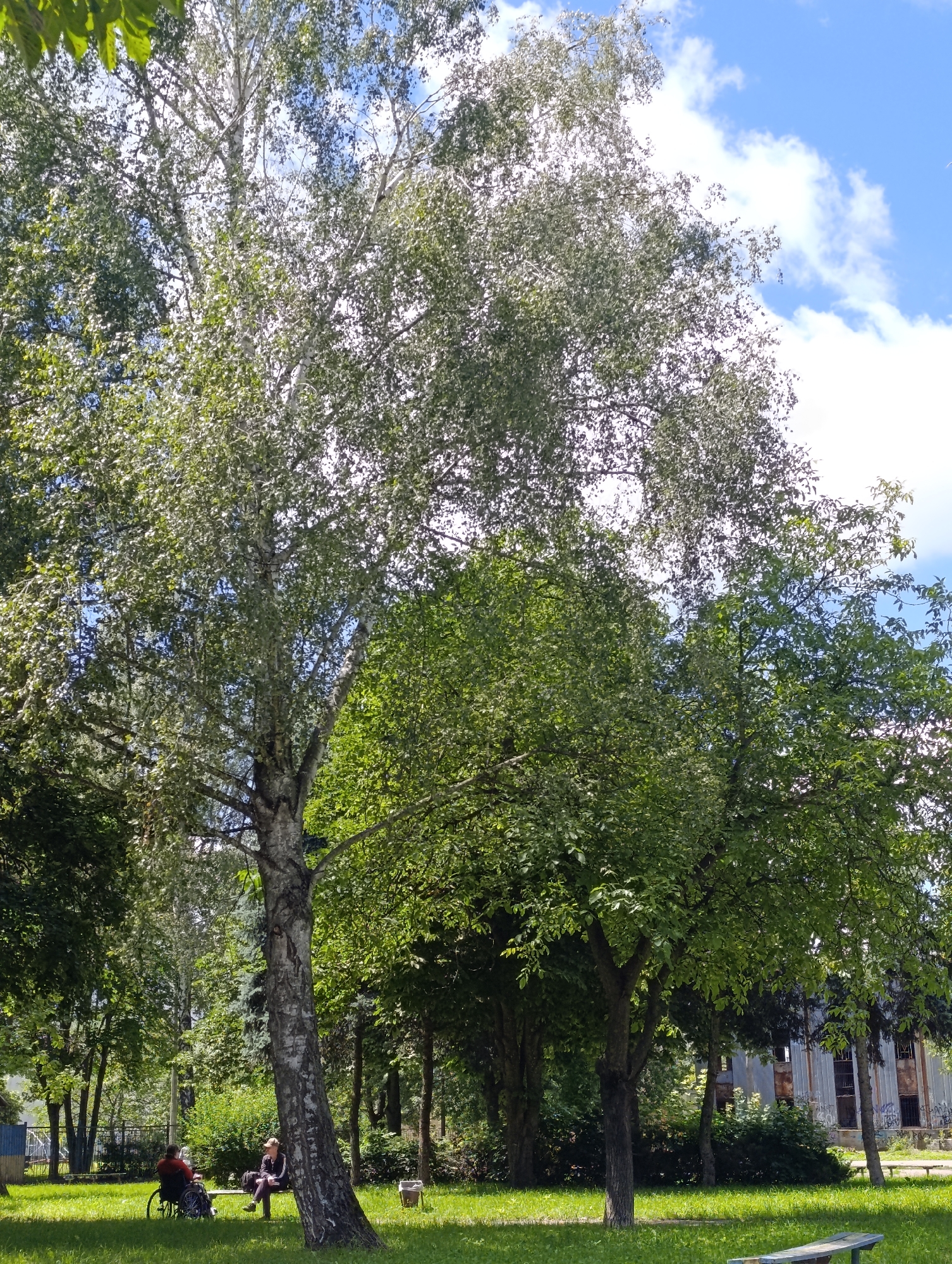 The image depicts an outdoor scene in a park, likely in Bila Tserkva, Ukraine, given the information. A large birch tree with a textured, pale bark dominates the left side of the frame, its branches reaching upwards towards a bright blue sky dotted with white clouds. Sunlight filters through the leaves, creating dappled light on the grassy ground.
In the foreground, two individuals are present. On the left, a person is seated in a wheelchair. To their right, another person is sitting on a bench. Both appear to be engaged in conversation or simply enjoying the park. Behind them, other trees and some vegetation create a lush green backdrop. Further in the background, an old, dilapidated building with boarded-up windows and graffiti is visible, suggesting an area that may be undergoing urban renewal or has been abandoned. The overall atmosphere is tranquil, with the natural elements of the park contrasting with the weathered appearance of the structure.