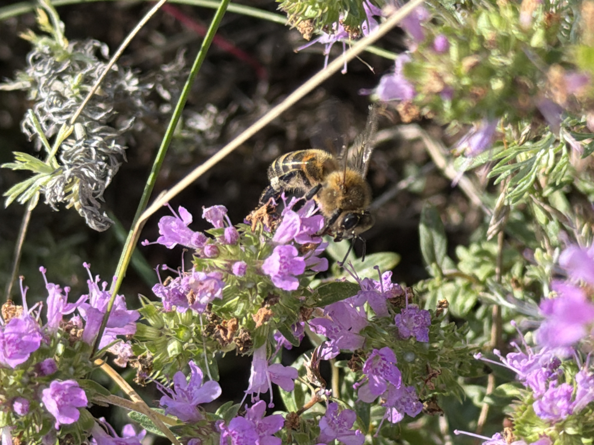 The image is a close-up, outdoor shot focused on a bee interacting with purple flowers. The bee, with its striped abdomen and fuzzy body, is positioned in the center-right of the frame, its proboscis extended towards a bloom. The flowers are small and clustered, with delicate petals. The background is a blur of green foliage and other plants, with some dried brown elements also visible. The lighting suggests a sunny day. The location of Mednogorsk, Russia, is not visually represented in the image.