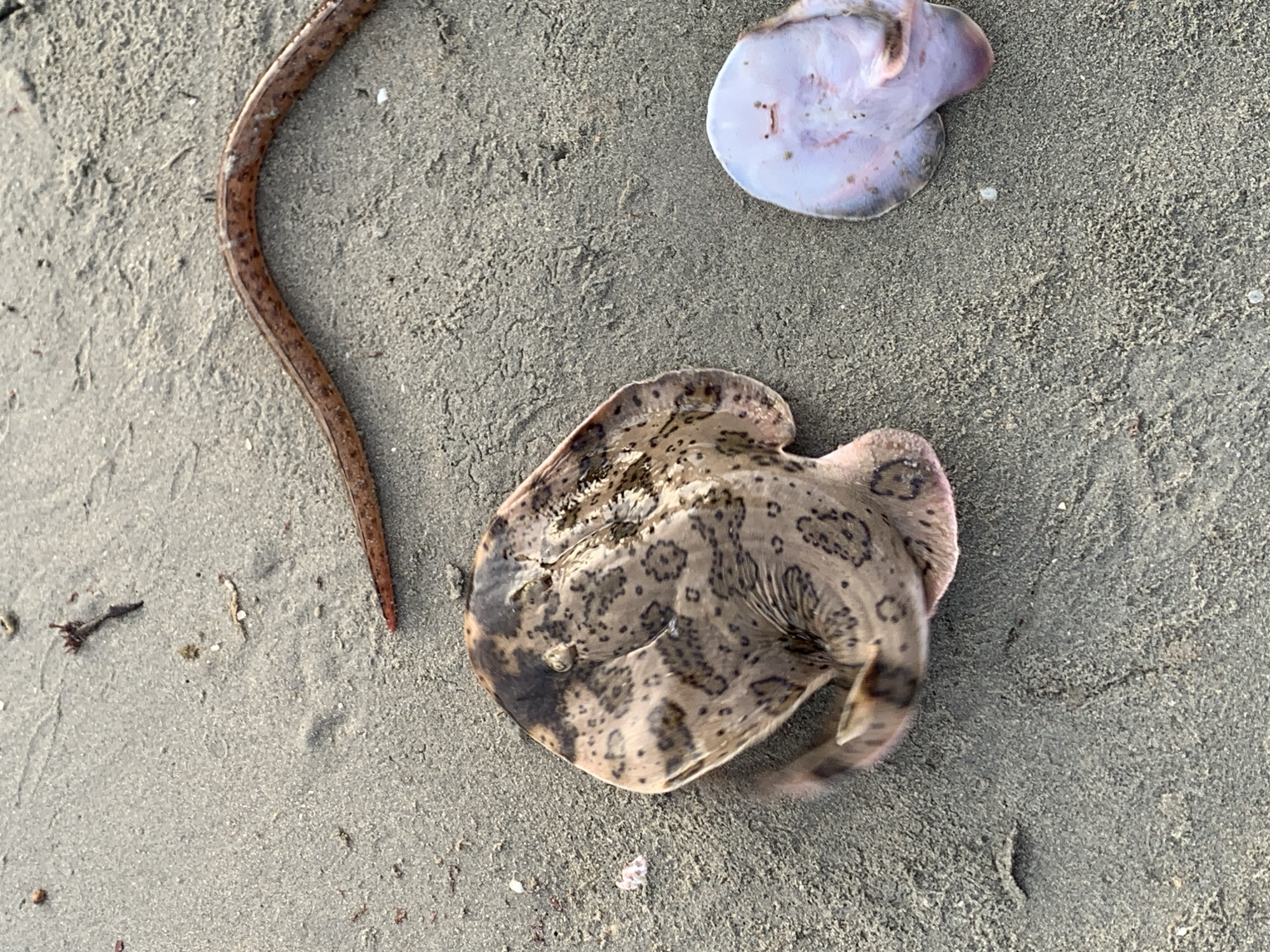 The image shows a sandy beach with several marine creatures. In the foreground, there is a flat, brown, and tan patterned stingray. To its right, a smaller, pale pinkish-white creature, possibly a ray or skate, is also visible, partially curled. In the upper right quadrant of the image, a long, thin, reddish-brown object, appearing to be a snake or eel, lies on the sand. The background consists of more sand with scattered small debris. The scene is set on a beach in Juan Griego, Venezuela.