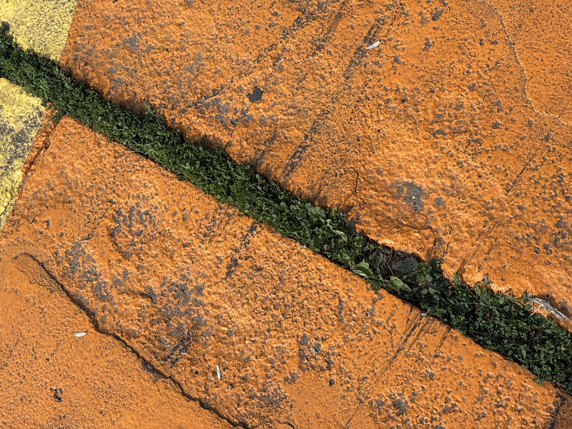 The image displays a close-up, overhead view of a crack in an orange-painted asphalt surface, with green vegetation growing within the crack. The crack runs diagonally from the bottom left to the top right of the frame. The orange paint is textured and appears somewhat weathered, with darker gray asphalt visible beneath and in patches on the surface. In the upper right corner, a section of yellow paint is visible, suggesting the presence of lane markings or a painted area. Small white flecks, possibly pieces of debris or paint chips, are scattered on the orange surface. The scene is lit by natural sunlight, casting subtle shadows. The location is identified as Naberezhnye Chelny, Russia. There are no people or discernible actions in the image.