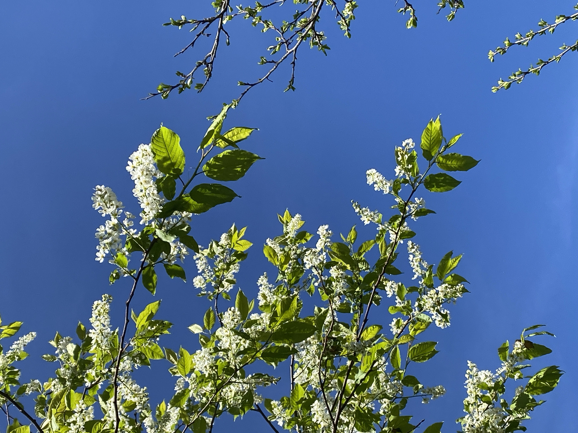 The image shows a view looking up through tree branches with white flowers and green leaves against a bright blue sky. The branches and foliage fill most of the lower half of the image, while the sky is visible in the upper portion. The location is likely Прикамский, Russia, but this is based on contextual information and cannot be determined from the image alone.