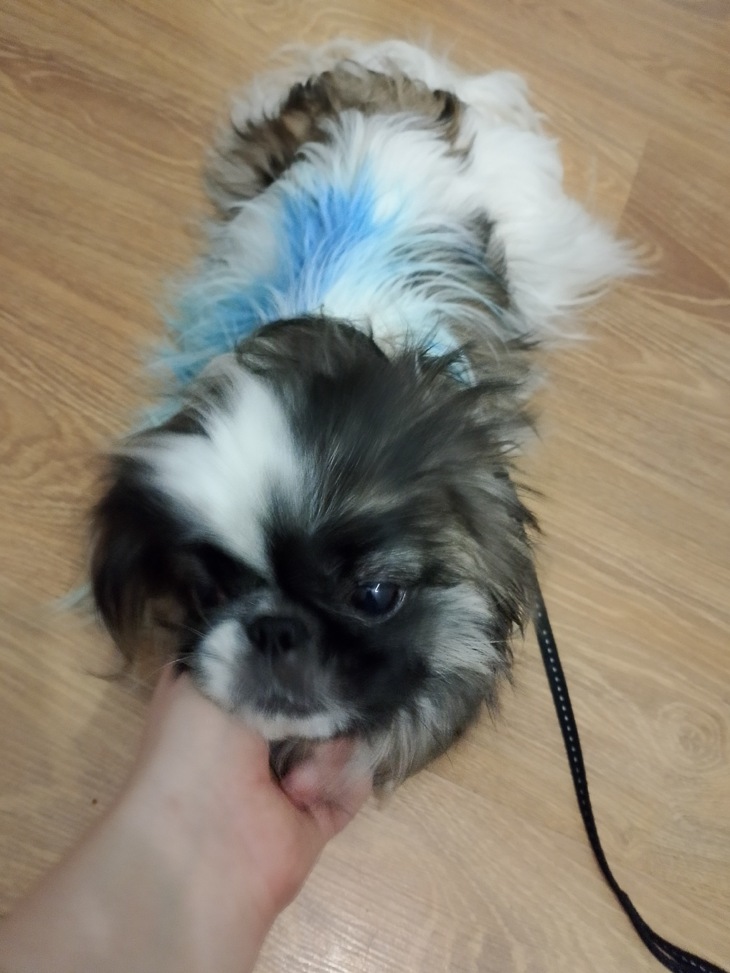 A medium shot depicts a Pekingese dog lying on a light brown wooden floor. The dog is primarily black, white, and grey, with a patch of blue coloring on its back. A human hand is holding the dog's muzzle. A black leash extends from the dog's collar towards the right side of the frame. The location is presumed to be indoors. There is no evidence to support this being in Izhevsk, Russia.