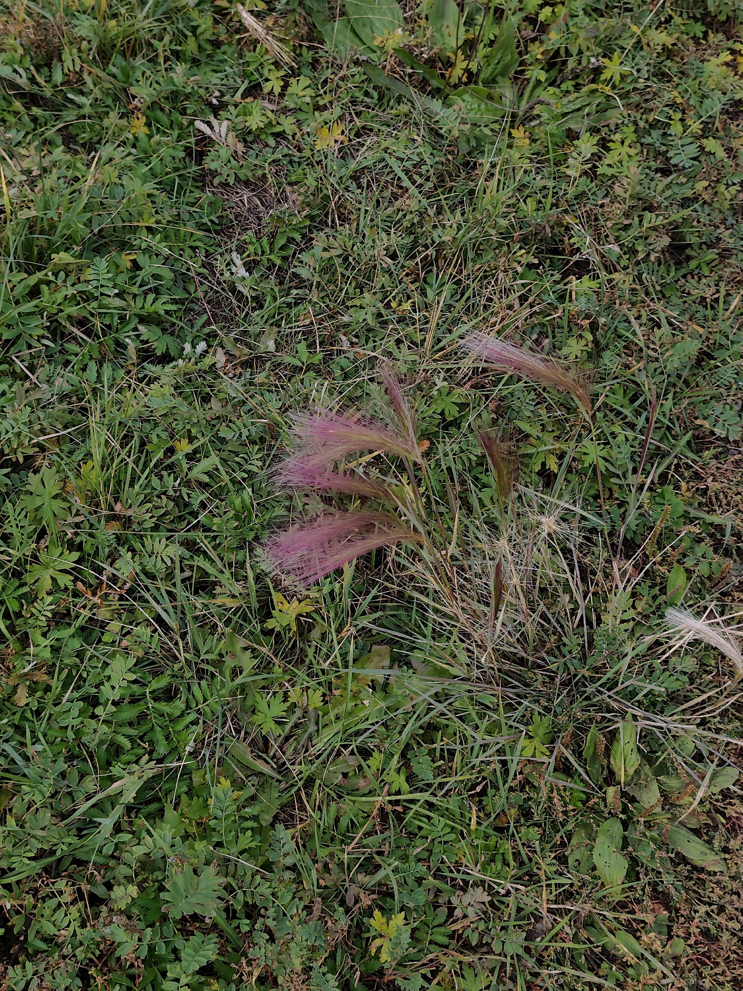 The image depicts a close-up, overhead view of a patch of grassland with several feathery, pinkish-purple seed heads of a plant, likely a type of grass or ornamental grass, interspersed with green foliage and dry stalks. The ground is covered in a dense layer of various grasses and low-lying plants. The scene is outdoors in a natural, uncultivated setting. There are no people or man-made objects visible in the image. The environment appears to be a natural, potentially rural or wild area. The specific location in Bayandai, Russia, is not visually identifiable from the image itself.