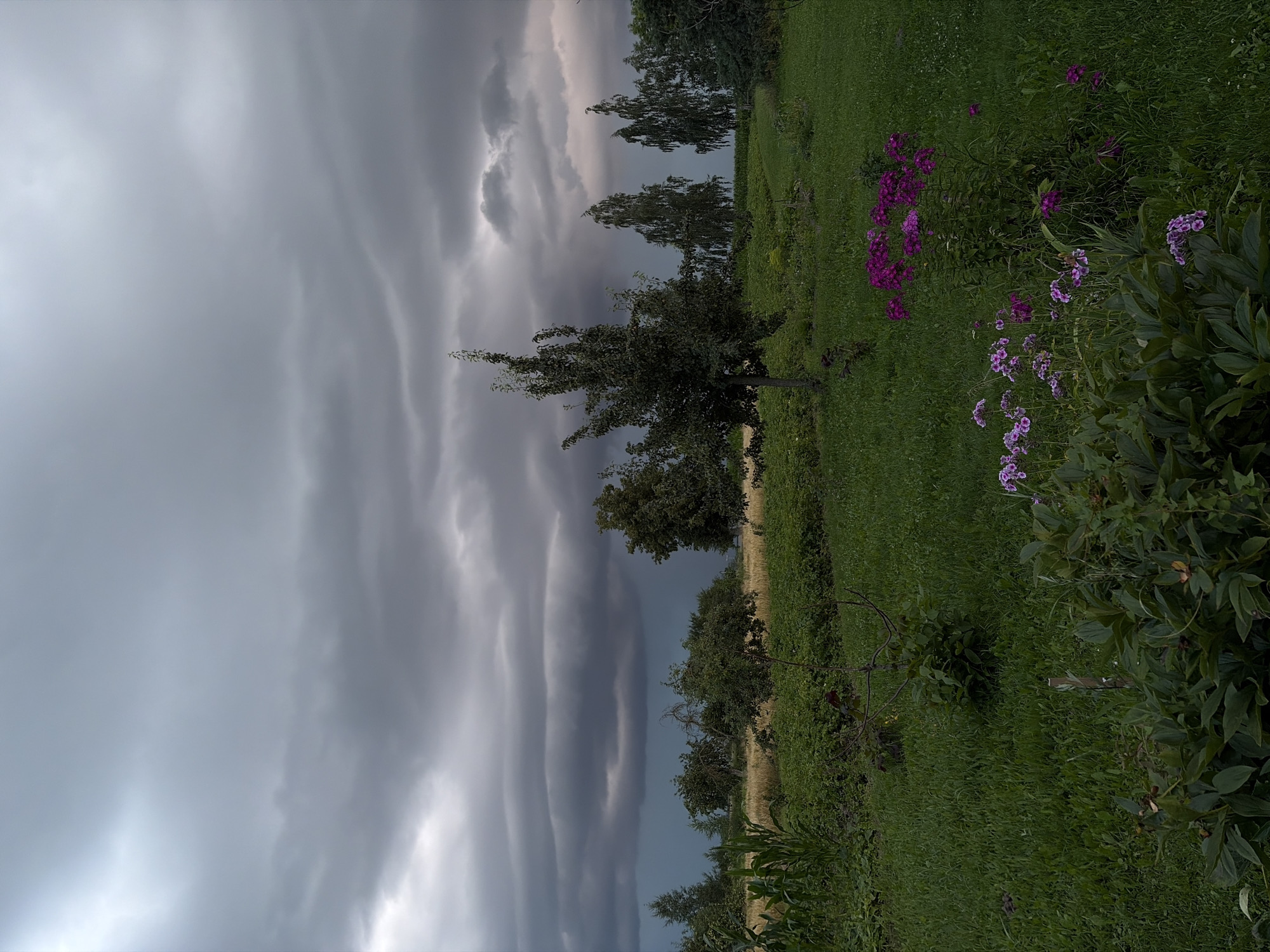 The image depicts a rural landscape under a cloudy sky, possibly indicating an approaching storm. The foreground is dominated by lush green grass and various plants, including a cluster of vibrant purple flowers and another group of smaller pinkish-purple flowers. Beyond the immediate foreground, there are rows of cultivated plants, possibly a garden or field, followed by a line of trees of varying sizes and species, including birch trees and what appear to be fruit trees. A distant field of wheat or corn is visible behind the trees. The sky is filled with dark, heavy clouds, creating a dramatic and somewhat somber atmosphere. No people or animals are visible in the scene. The location is identified as Красназвёздаўскі сельскі Савет, Belarus.