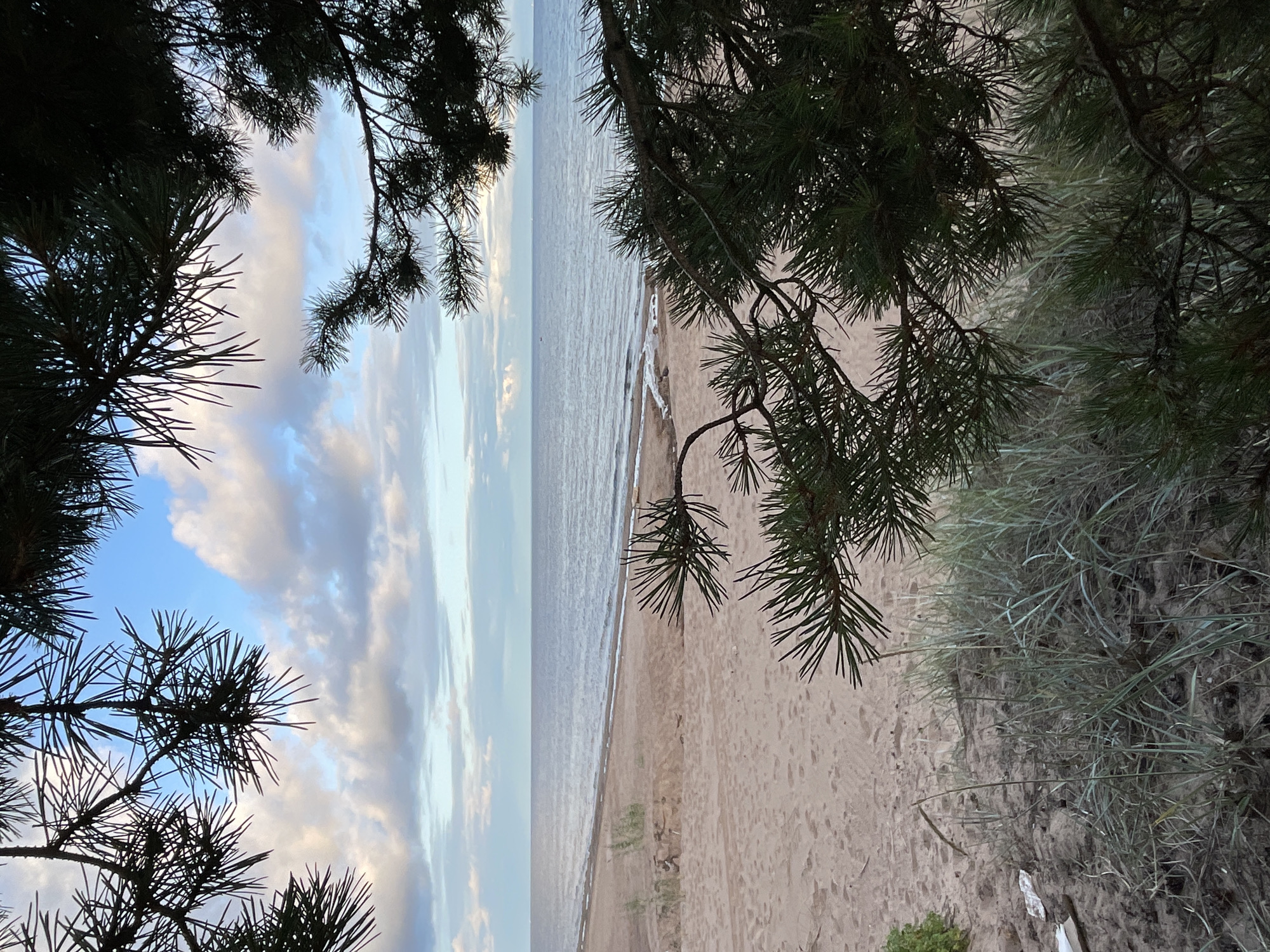 An outdoor, eye-level shot showcases a tranquil beach scene in Zelenaya Roshcha, Russia, framed by the dark silhouettes of pine branches. The foreground is dominated by the textured, sandy beach, with clumps of sparse, pale green grass growing on a slight dune to the left. The sand itself is a light, neutral tone with scattered pine needles and debris. Beyond the beach, the gentle, gray-blue water of the sea stretches to the horizon, meeting a sky filled with a mix of white and gray clouds against a pale blue backdrop. The overall impression is one of serene, natural beauty. There are no people or animals visible in the image.