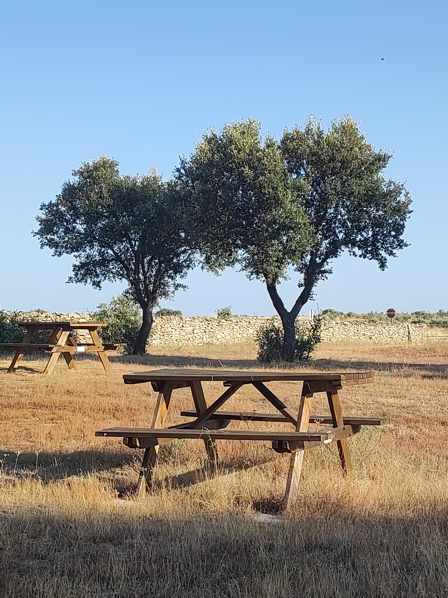 The image depicts a dry, grassy field with two wooden picnic tables. In the background, a low stone wall runs horizontally across the frame, with two trees providing shade. The sky is clear and blue. One picnic table is in the foreground, and another is partially visible on the left side of the image. A small bird can be seen in the sky above the trees. A red stop sign is visible on the right side of the image, mounted on a post. The environment appears to be a rural or park-like setting. The location is identified as Sobradillo, Spain.