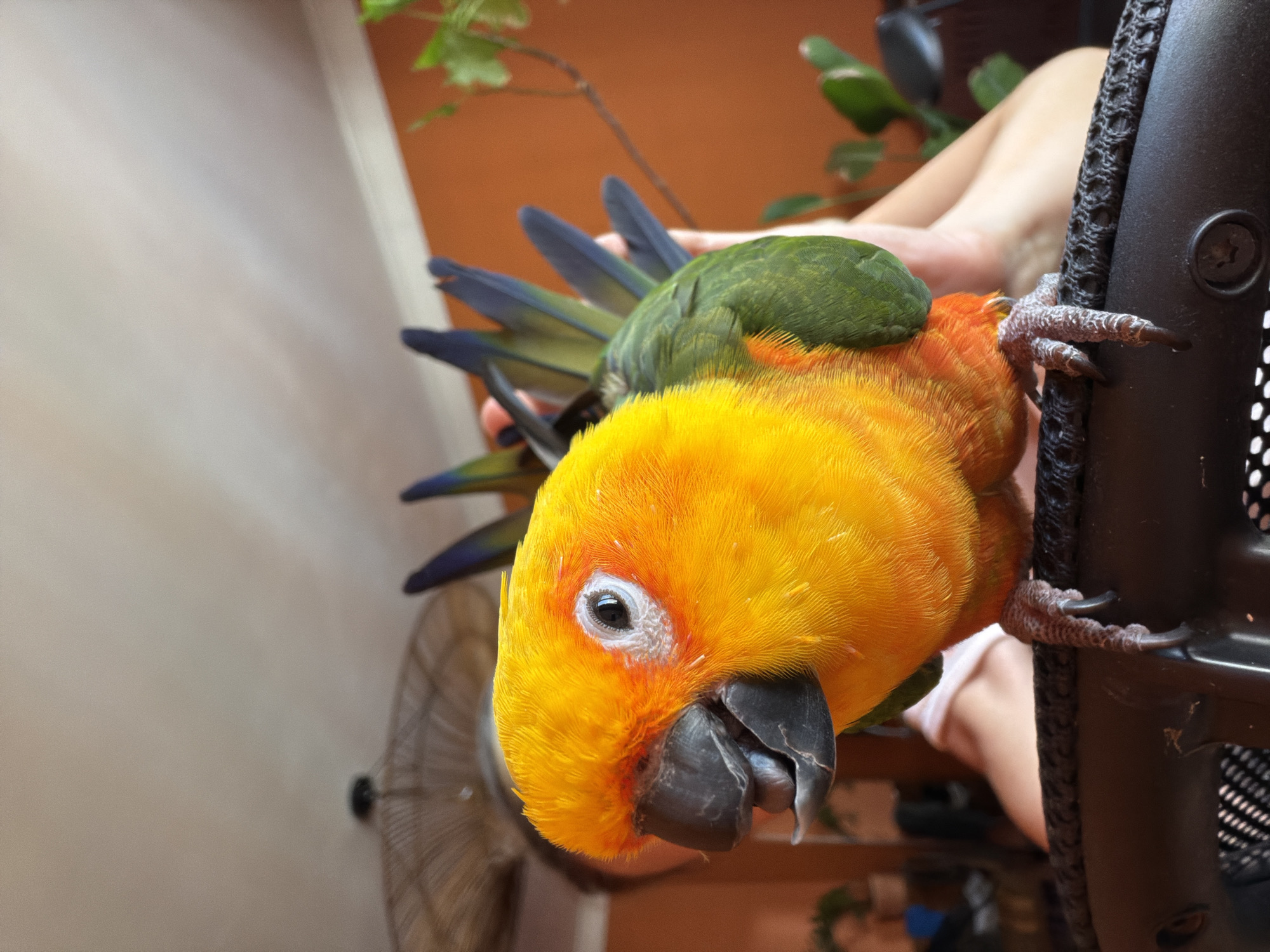 A close-up, medium shot captures a vibrant Sun Conure parrot with bright orange and yellow plumage, its beak slightly open. The parrot is perched on the edge of a black mesh chair, its taloned feet visible. In the blurred background, a person's arm and shoulder are visible, suggesting they are holding or interacting with the bird. Behind the person, an orange wall and a blurred ceiling fan are discernible, indicating an indoor environment. The image lacks any identifiable features that would place it in Khimki, Russia.