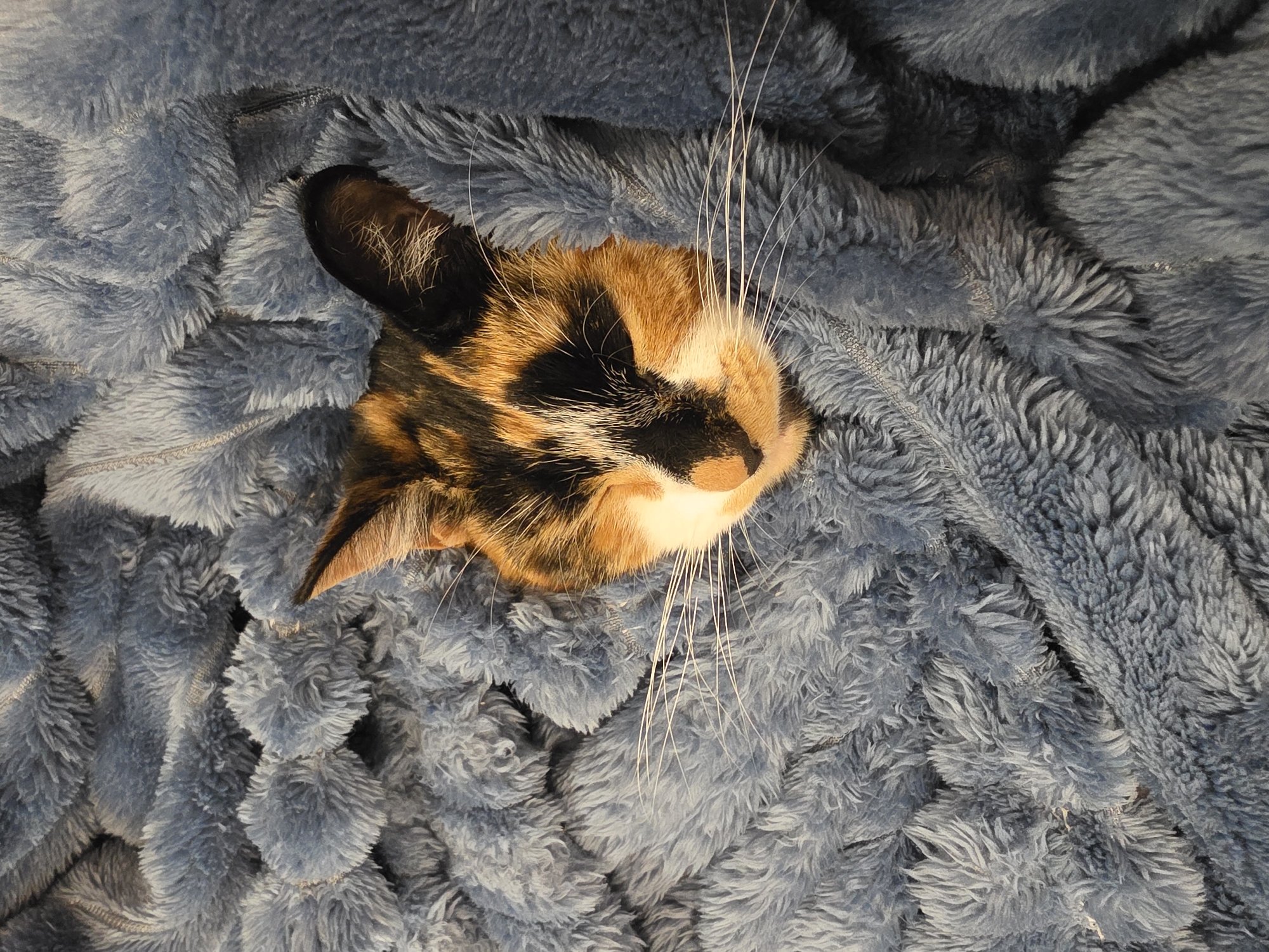 A calico cat is lying on a blue, fuzzy blanket. The cat's head is visible, with one ear showing. The cat's eyes are closed, and its whiskers are prominent. The image appears to be taken from above. The scene is indoors, but there are no discernible contextual details indicating a location in Birmingham, United Kingdom or elsewhere.