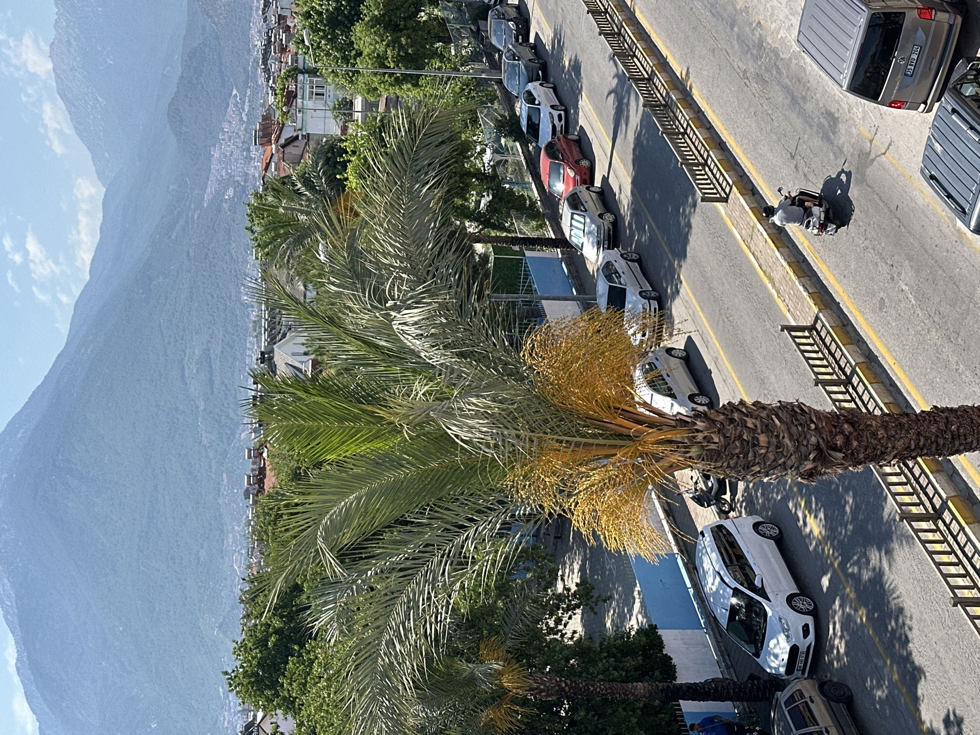 The image captures an elevated view of a vibrant street scene in Fethiye, Turkey, featuring a mix of urban and natural elements. A large, prominent palm tree with green fronds and yellowing fruit clusters dominates the left foreground, its rough trunk extending from the bottom.
The street runs diagonally across the frame, lined with parked cars and a median barrier. A person wearing a helmet and a light-colored shirt is seen riding a white scooter down the street, casting a distinct shadow. Several cars are parked along the curbs; notable examples include a gray Volkswagen Transporter with the visible license plate "35 BYU 204" and a white car with the license plate "48 LH 077". The "48" prefix on the latter plate indicates Muğla province, confirming the Fethiye location.
In the mid-ground, residential buildings with varying architectural styles and rooftops are nestled amidst abundant green trees. Beyond these structures, a series of majestic, tree-covered mountains rise in the distance, their blue-grey hues suggesting atmospheric depth. The sky above is a clear, light blue with scattered wisps of white clouds. The strong, angular shadows cast by the palm tree and other objects indicate bright sunlight, suggesting it is either mid-morning or late afternoon. The scene conveys a typical sunny day in this Mediterranean town, blending daily life with impressive natural scenery.
