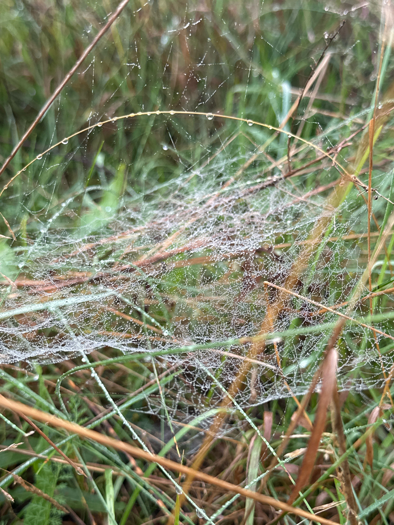 A close-up, eye-level shot captures a dew-covered spider web entangled with blades of grass and thin stems, set against a blurred green and brown background. The spider web is intricate, with many small water droplets clinging to its threads, creating a sparkling effect. The surrounding vegetation, predominantly grass and dried stems, is out of focus, suggesting a natural, outdoor environment. The lighting appears diffused, consistent with an overcast day or early morning. No people, animals, or specific landmarks are visible. This scene could be found in a natural area within or on the outskirts of Vilnius, Lithuania, such as a park, meadow, or undeveloped green space.