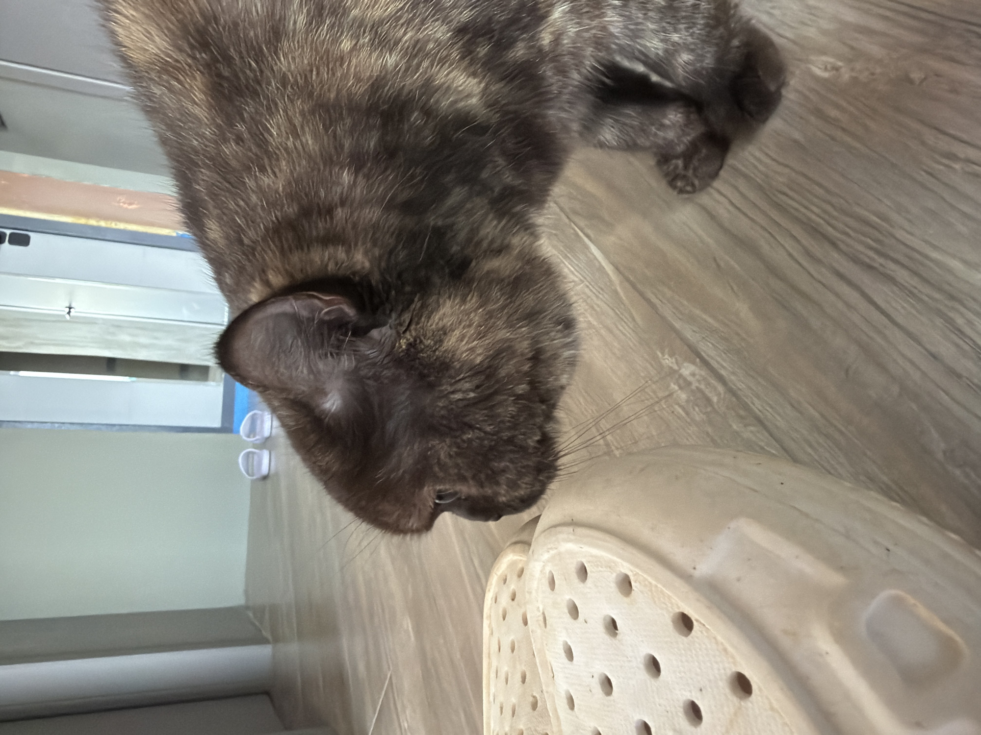 A brown tabby cat is sniffing a white clog on a wood-grain floor. The cat is positioned on the right side of the frame, near a white wall with a window. The photo was taken indoors, in Chaikovsky, Russia.