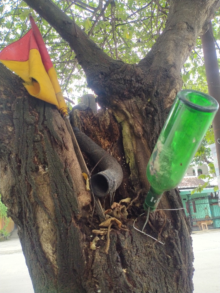 This image captures a close-up view of a robust tree trunk adorned with various objects in what appears to be an outdoor, semi-urban setting in Kecamatan Kebakkramat, Indonesia. The tree has thick, dark, and textured bark, suggesting age.
Embedded within a natural hollow or cavity on the left side of the tree is a weathered red and yellow flag, possibly made of fabric, with its pole visible. Adjacent to the flag, a dark, corrugated tube or hose, likely made of plastic or rubber, emerges from the tree's opening and curves downwards into the cavity, surrounded by dried leaves and debris.
On the right side of the trunk, a green glass bottle is angled downwards, seemingly secured to the bark with thin metal wires or similar fasteners. The bottle appears to be empty and bears partial text "PI" or "IP" on its side. More dried leaves and organic matter are visible around the bottle's base.
In the background, hints of green foliage from the tree's canopy are visible against a bright sky, indicating daytime. Distantly, a light blue or green metal fence or gate can be seen, behind which a building with a white, dome-like structure, possibly a mosque or part of a house, is partially visible. No human activity is depicted in the static scene. The image provides a glimpse into an area where human-made objects have become integrated with natural elements.