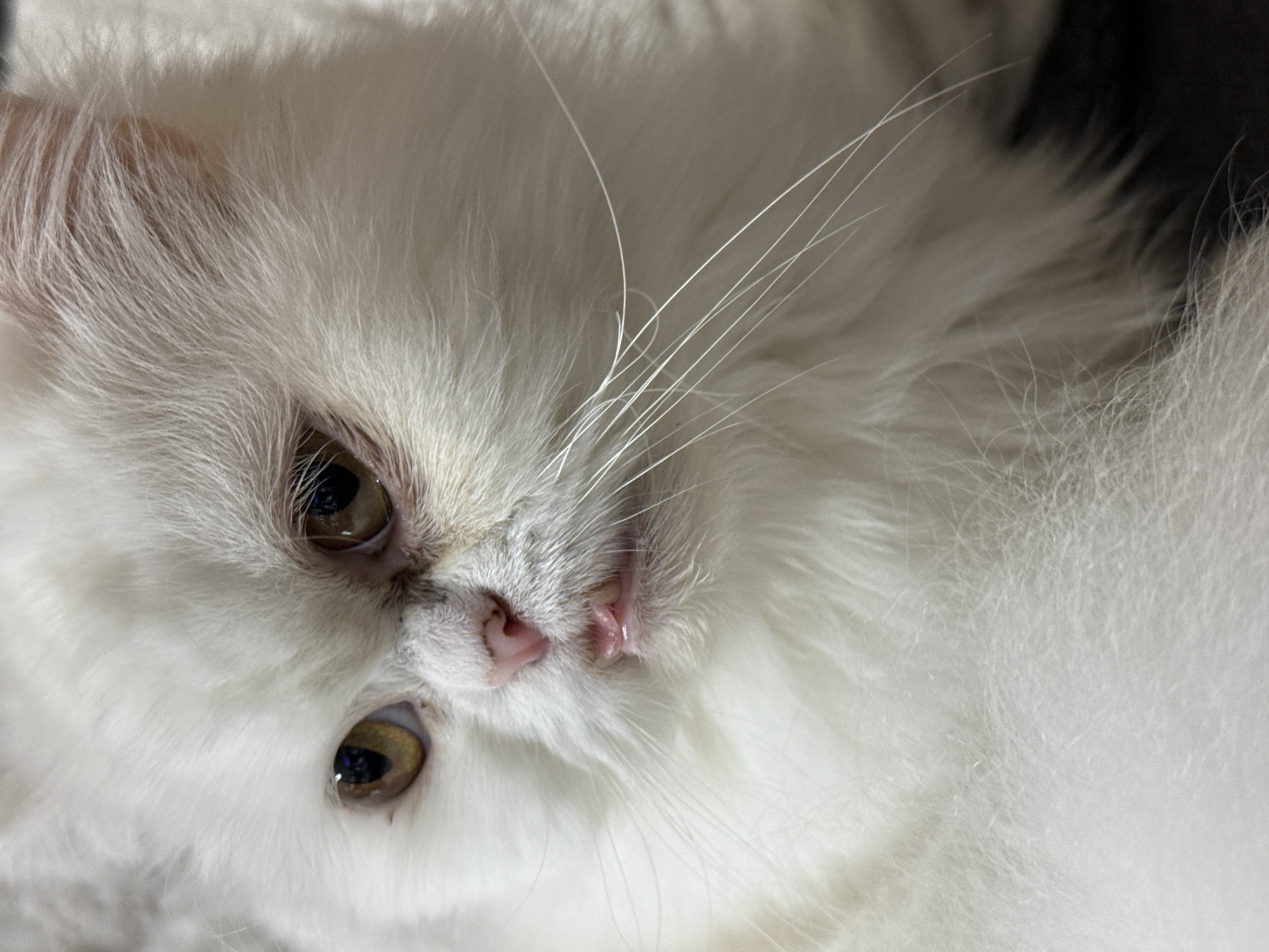 A close-up shot depicts a white Persian cat with amber eyes. The cat is lying down, positioned at an angle, with its face partially visible. Its pink nose and long white whiskers are prominent features. The background appears dark and blurred, placing the focus squarely on the cat. The image provides no information suggesting a location in Burgas, Bulgaria.