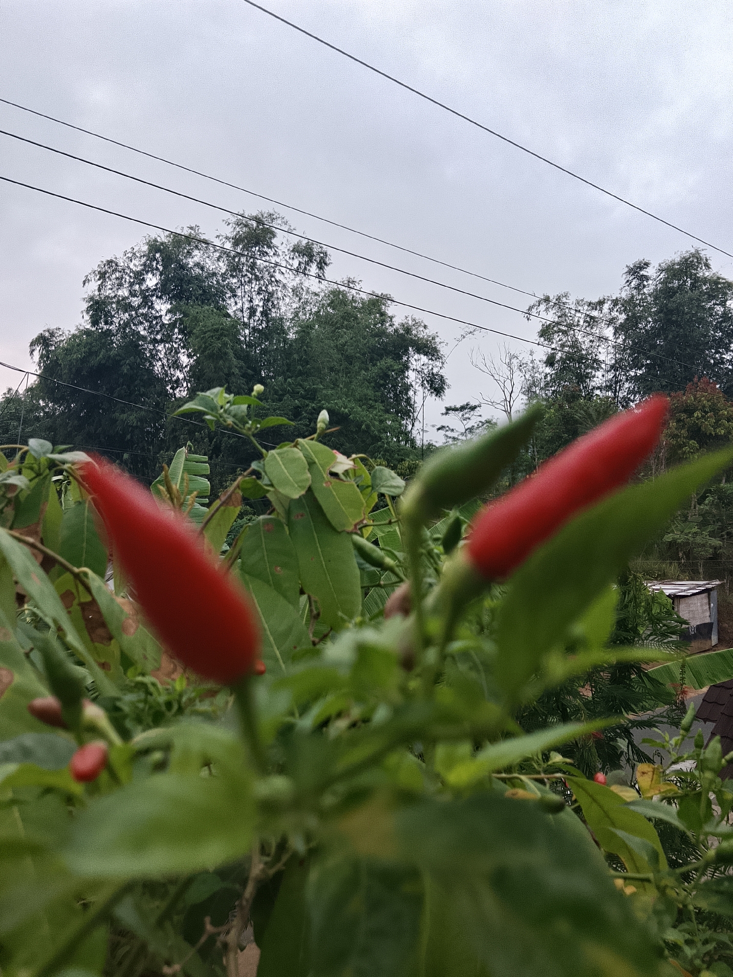 In Betonan, Indonesia, on an overcast day, the foreground of the image is dominated by the blurred red and green forms of chili peppers on a plant. Two bright red chilies are prominently out of focus, with one larger chili in the left foreground and another to its right, slightly further back. Smaller green chilies and white blossoms are also visible, along with lush green leaves. Behind the chili plant, a dense backdrop of trees, primarily bamboo, stretches across the middle ground. Power lines are strung across the upper portion of the image against a cloudy sky. In the far background, a small, weathered building with a corrugated roof is partially visible, suggesting a rural or semi-rural setting. The overall impression is one of lush vegetation and a simple, natural environment.