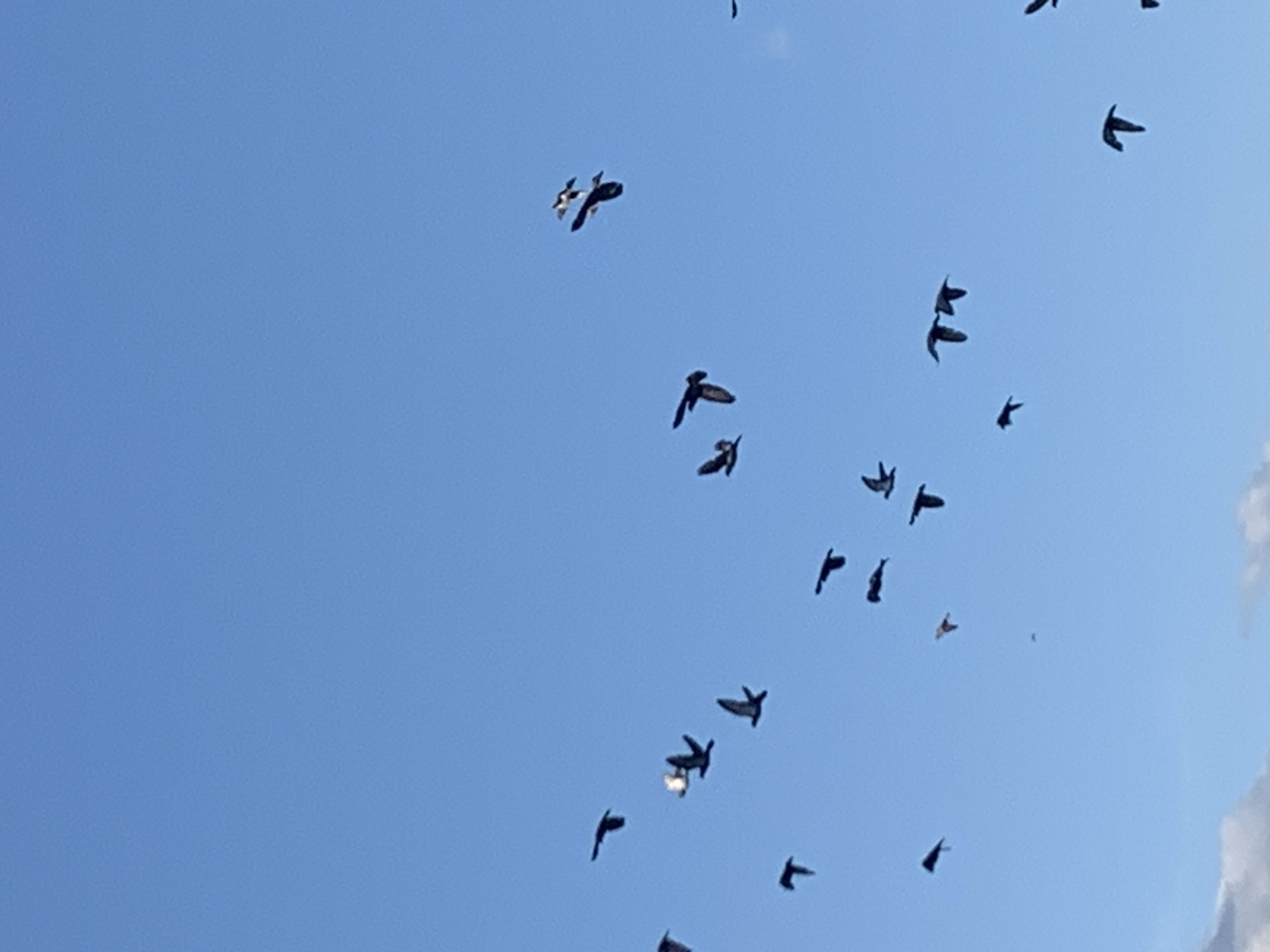 A flock of pigeons is captured in mid-flight against a clear blue sky. The birds are scattered across the frame, with varying wing positions and flight paths. Some birds appear to be flying in close proximity to each other, while others are more isolated. The scene is devoid of any other discernible objects or human presence. The image is taken from a low angle, looking up at the birds. The location of Kolomyia, Ukraine is not visible in this image.