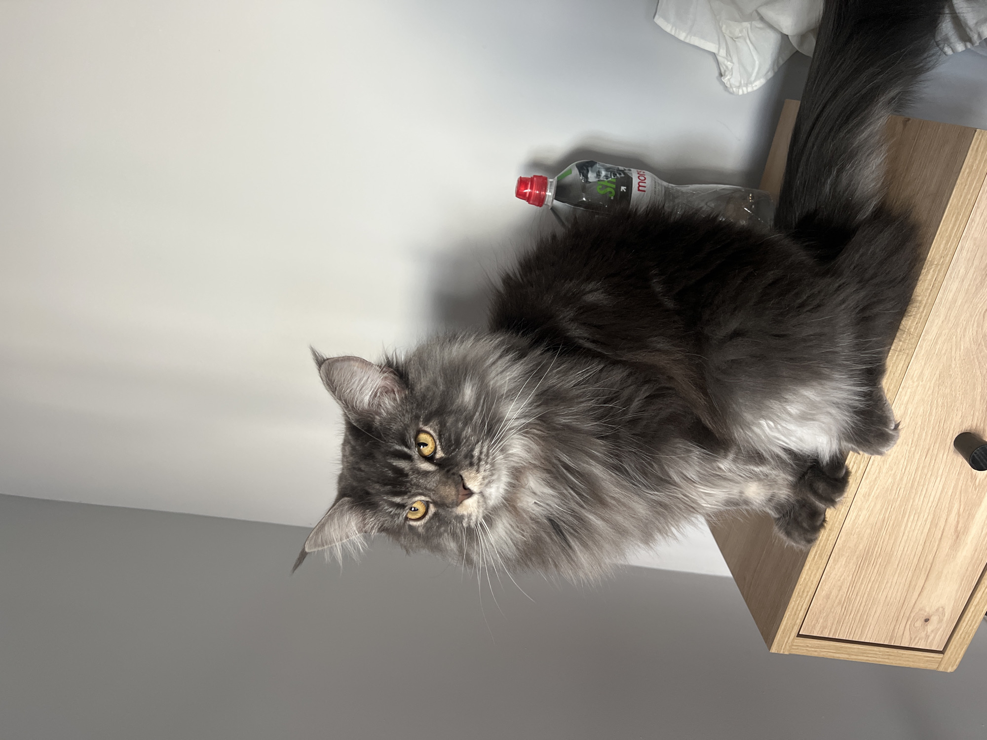 A gray Maine Coon cat sits on a light-colored wooden bedside table. Behind the cat is a water bottle, and a white cloth is partially visible. The background is a gray wall. The cat is looking toward the camera with yellow eyes. There is no evidence to confirm this image was taken in Ternopil, Ukraine.