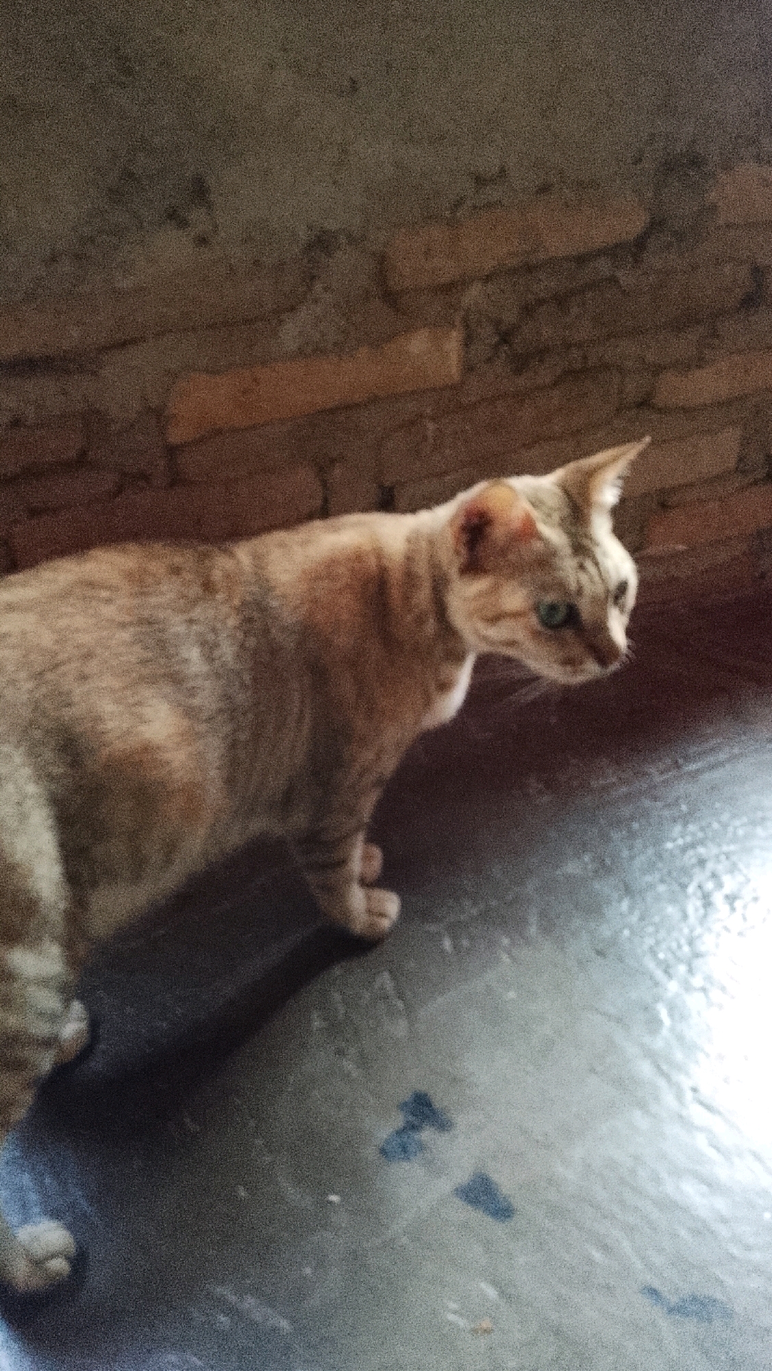 A tabby cat with orange and brown stripes is standing on a dark, reflective floor. The cat is facing to the right, with its head turned to look slightly forward. Its eyes are a pale green. The background shows a brick wall with some gray texture above it. The lighting is dim and casts a shadow of the cat on the floor. The image appears to be taken indoors, possibly in a residential setting. The location is identified as Way Melan, Indonesia, though there are no specific visual cues within the image to confirm this.