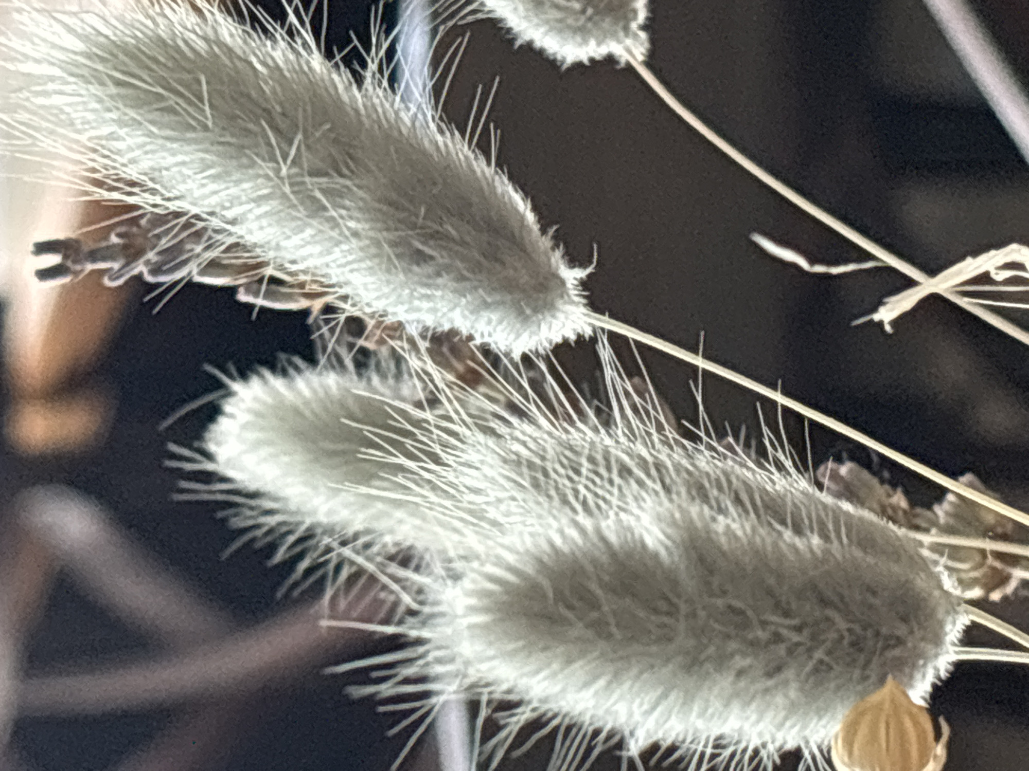 The image shows three fuzzy, elongated, gray-white objects resembling seed heads or dried flowers, each sprouting fine, hairlike filaments. They are arranged on thin, pale brown stems. The background is dark, providing contrast to the light-colored seed heads. There is a partially visible brown object in the lower right corner, possibly another dried plant component. The location is Unknown, Unknown.