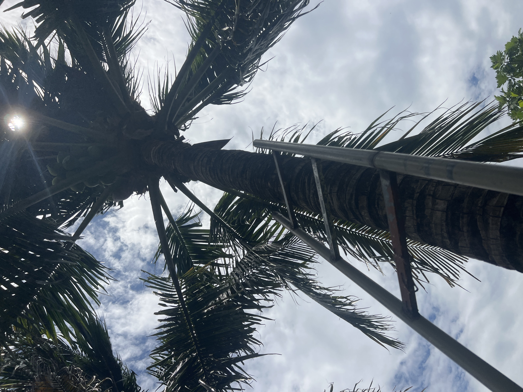 This is a low-angle shot of a palm tree in Hoi An, Vietnam, with a metal ladder leaning against its trunk. The sun is shining through the palm fronds, creating a lens flare effect. The sky is cloudy with patches of blue visible. Several green coconuts are clustered on the tree. The image captures an outdoor scene, likely in a garden or park setting within Hoi An.