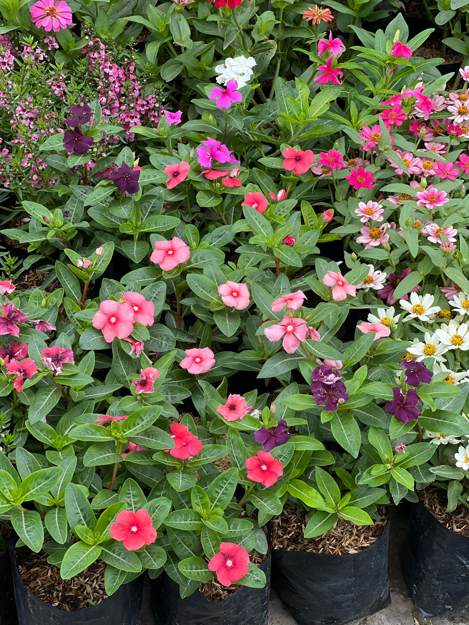 A vertical, eye-level, full shot captures a vibrant display of potted flowers in Denpasar, Indonesia. The scene is dominated by a dense arrangement of various flowering plants, primarily in shades of pink, purple, and red, interspersed with lush green foliage. The flowers appear to be Catharanthus roseus (Madagascar periwinkle) and Zinnias, with some taller spikes of smaller pink flowers, possibly Angelonia. They are planted in black plastic bags filled with mulch, suggesting a nursery or garden center setting. The background is blurred, with hints of more foliage and the ground, which appears to be a textured concrete surface. There are no people visible in the image, and no discernible actions are taking place beyond the passive display of the flora. The lighting is even and natural, highlighting the bright colors of the flowers.
