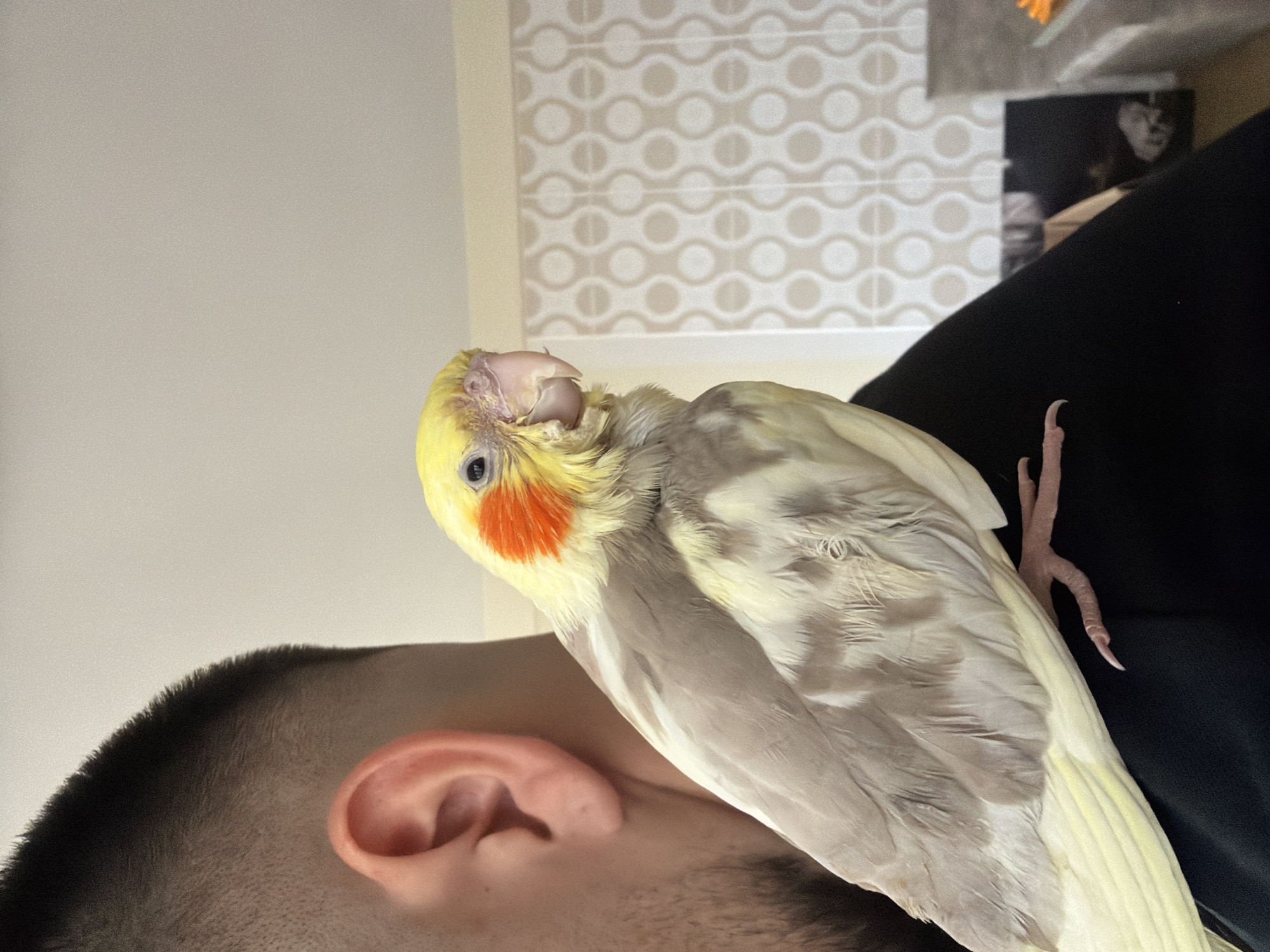 A cockatiel with yellow and grey plumage, distinct orange cheek patches, and light pink feet perches on a man's shoulder. The man has short dark hair and a visible ear. The background includes a patterned wall and a dark-colored garment. The location in the city of Sofia, Bulgaria is not discernible from this image.