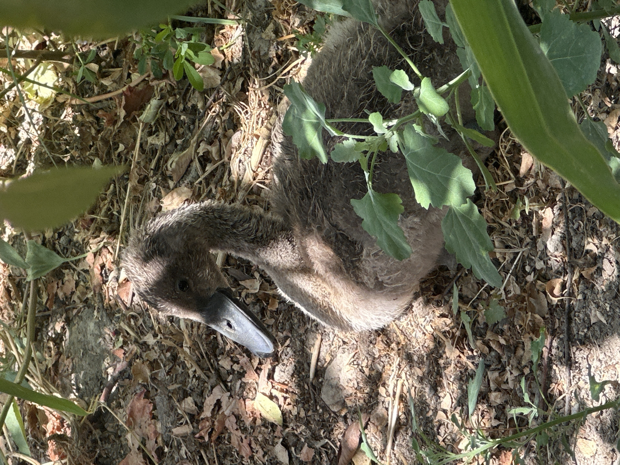 A young, fluffy, dark brown duckling sits on the ground amidst fallen leaves and dry vegetation. The duckling's head is turned to the left, revealing its dark eye and a long, grey beak with a visible nostril. Sunlight filters through unseen foliage, casting dappled shadows on the ground and the duckling's back. Several green plants with large leaves are present in the foreground and to the right of the duckling, with their leaves partially obscuring the background. The environment appears to be a natural, outdoor setting, possibly a park or garden within the city of Kogon, Uzbekistan, indicated by the presence of dry leaves and a somewhat unkempt ground cover. No human presence is depicted in the image.