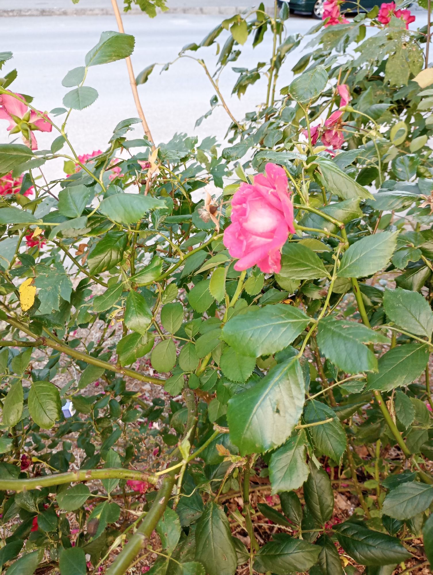 The image shows a close-up view of a rose bush with several pink roses and green leaves. The rose bush is located outdoors in what appears to be a residential or public area, with a blurred background that suggests a street or sidewalk. The lighting indicates it is daytime, possibly late afternoon due to the warm tones. The details are sharp enough to discern the texture of the rose petals and leaves, as well as the thorny stems. There are no people or animals visible in the image. The overall impression is one of a natural setting within an urban environment. This scene is likely located in Harmanli, Bulgaria, given the prompt's context.