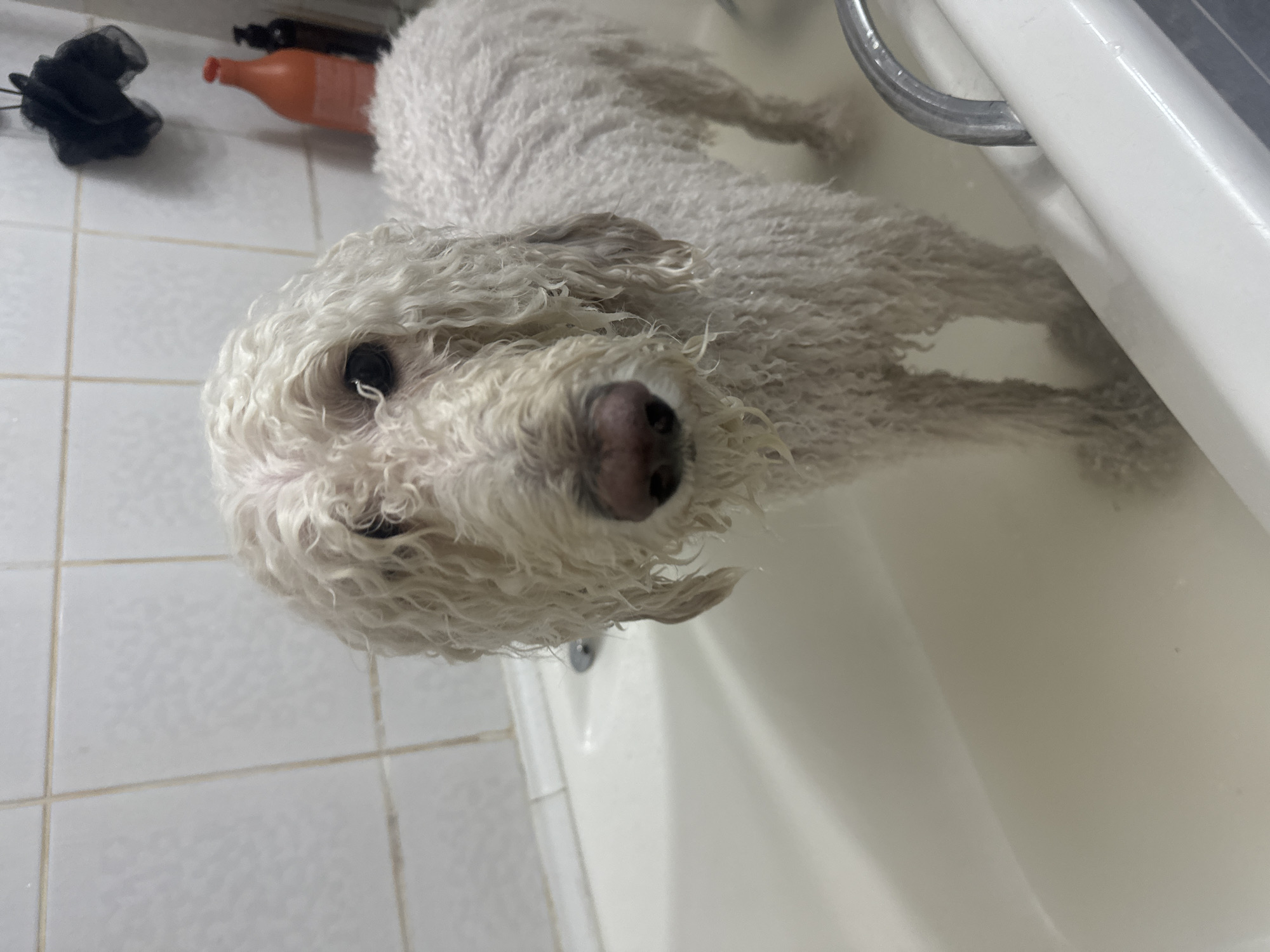 A wet, white poodle is lying in a white bathtub. A black loofah and an orange bottle are on the tiled floor near the bathtub. The location in the city of Krasnoyarsk, Russia, cannot be determined from the image.