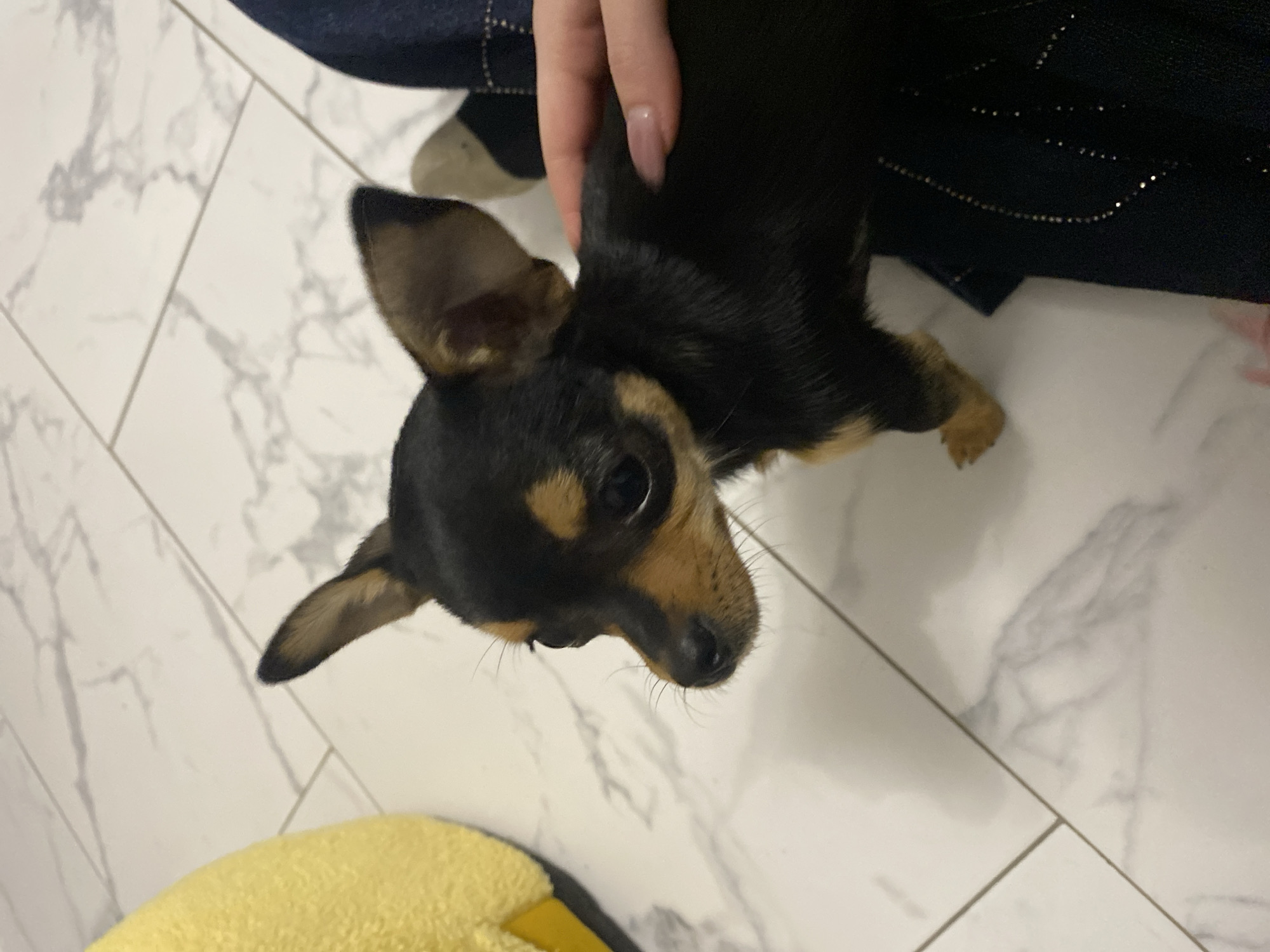 A close-up, high-angle shot shows a black and tan miniature pinscher dog being held by a person with manicured nails. The dog is primarily black with tan markings on its face and legs. The dog is positioned near a yellow dog bed on a white marble-tiled floor. The person's clothing includes dark blue denim, potentially a jacket. The location is likely an indoor space within a residential or similar building. Asenovgrad, Bulgaria is not directly discernible from the image.